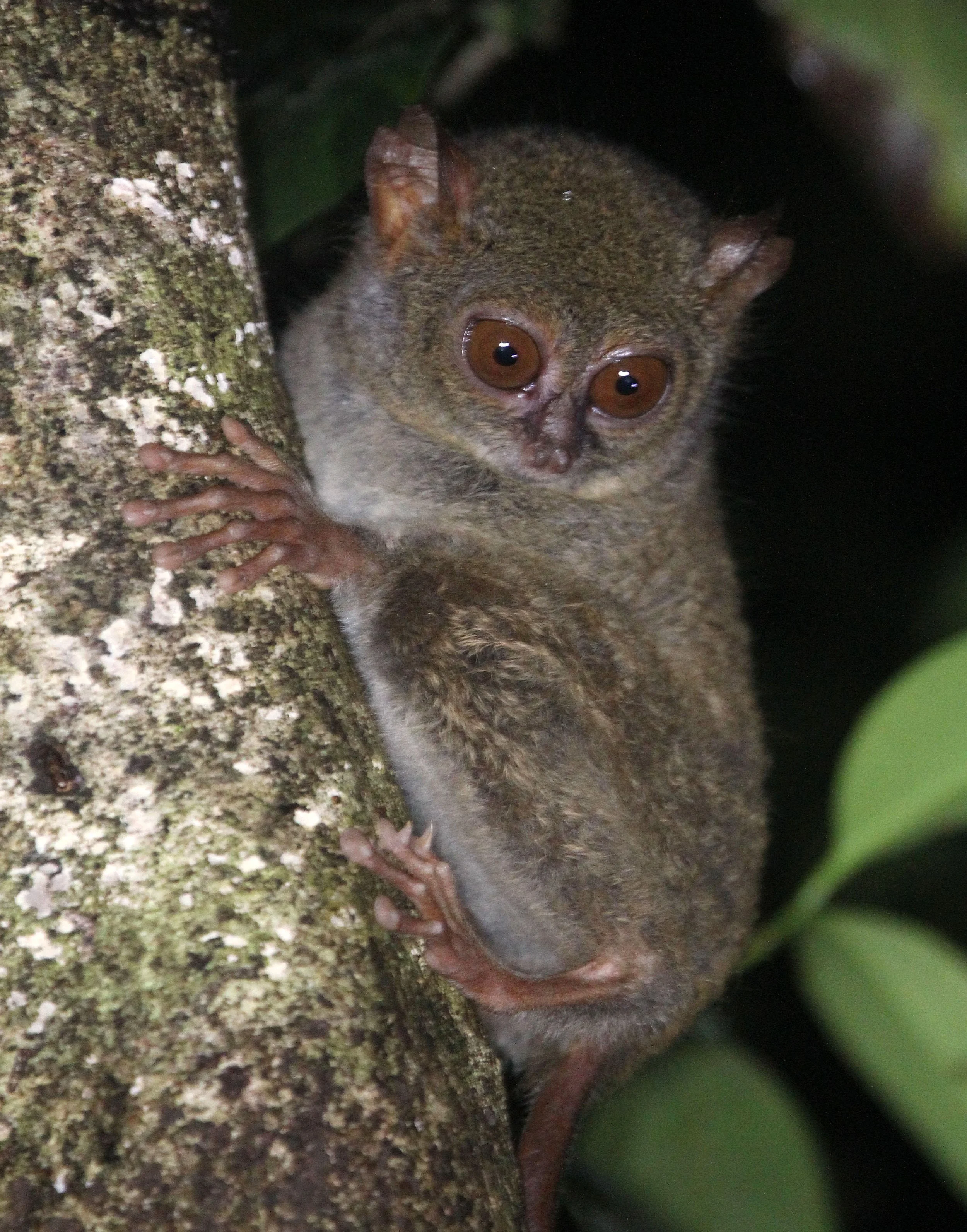 TARSIIDAE - Tarsius tarsier - SELAYAR (SPECTRAL) TARSIER - TANGKOKO NATIONAL PARK SULAWESI INDONESIA (64).JPG