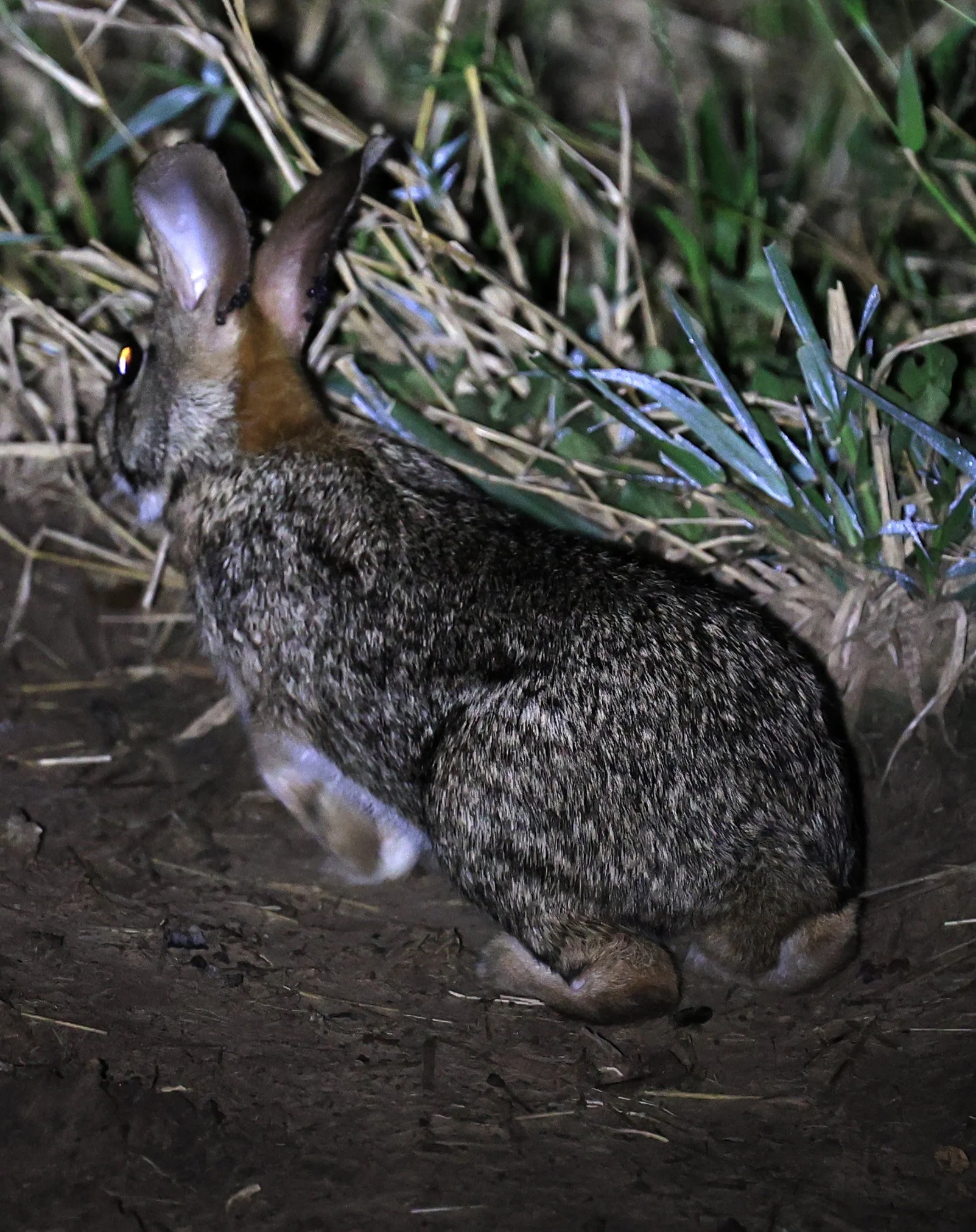 Tapeti (Sylvilagus brasiliensis) Chaco Lodge & Laguna Salada Paraguay (7).jpg