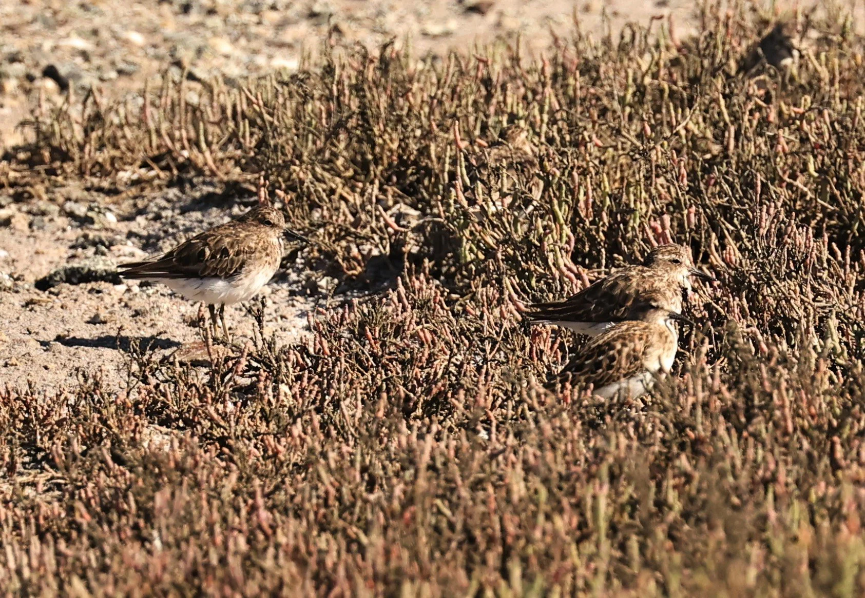 Calidris minutilla - LEAST SANDPIPER - ELKHORN SLOUGH MOSS LANDING CALIFORNIA AUGUST 2022 (7).jpg