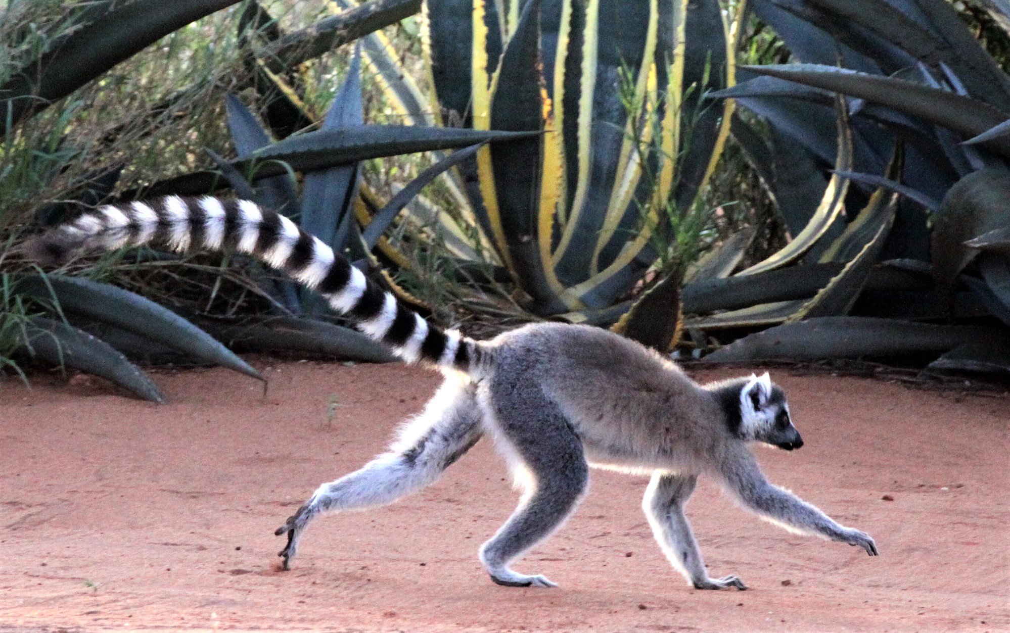 LEMURIDAE - Lemur catta - RING-TAILED LEMUR - BERENTY RESERVE MADAGASCAR aa115.jpg