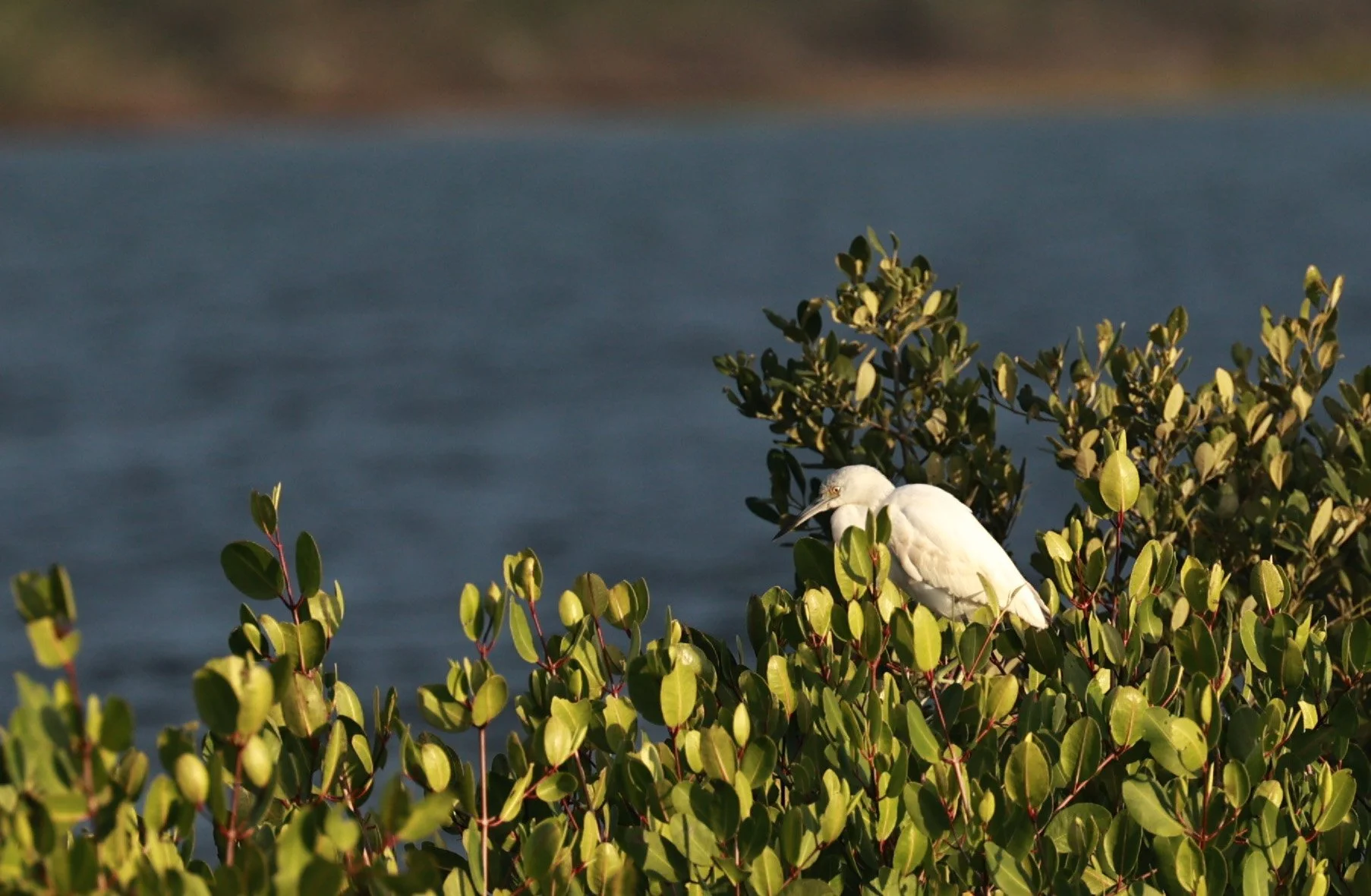 Little Blue Heron (Egretta caerulea) juvenile - Superagui National Park, Brazil