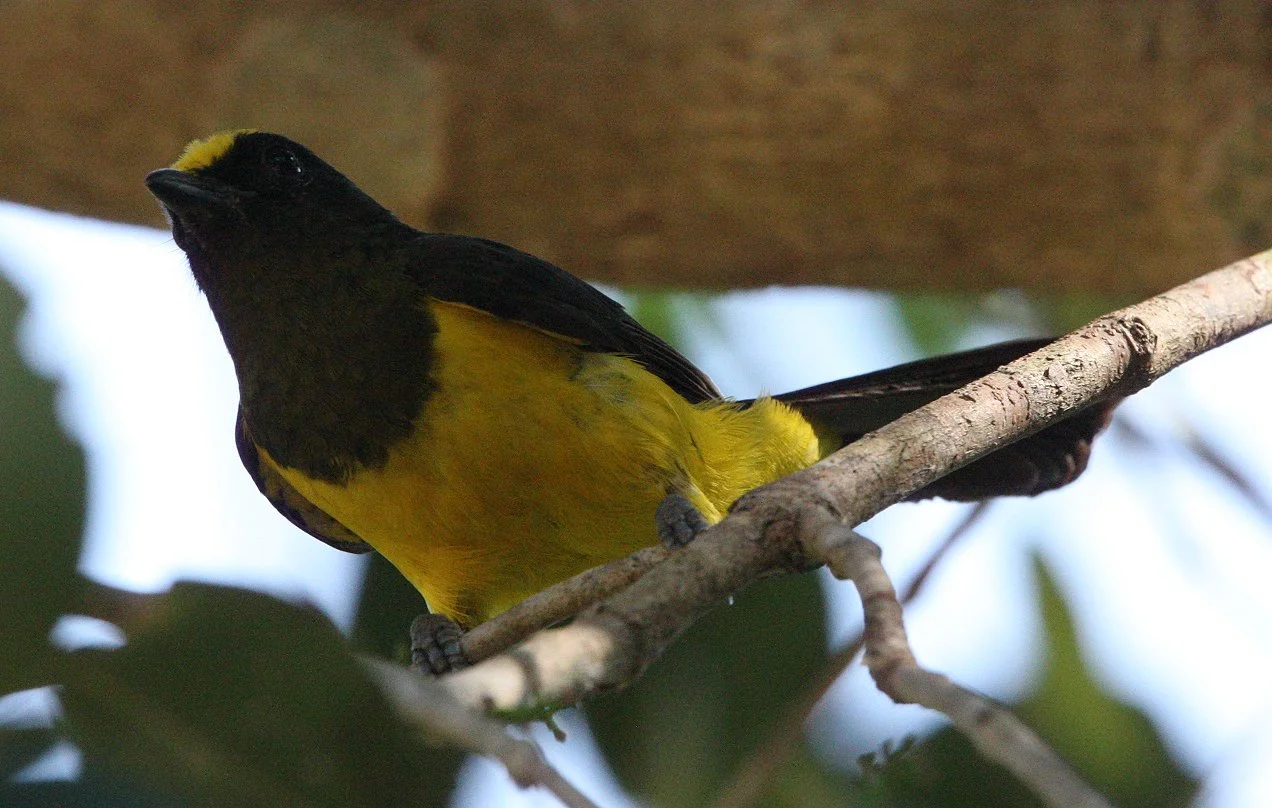 Sultan Tit (Melanochroa sultanea) Kaeng Krachan National Park, Thailand (59).JPG
