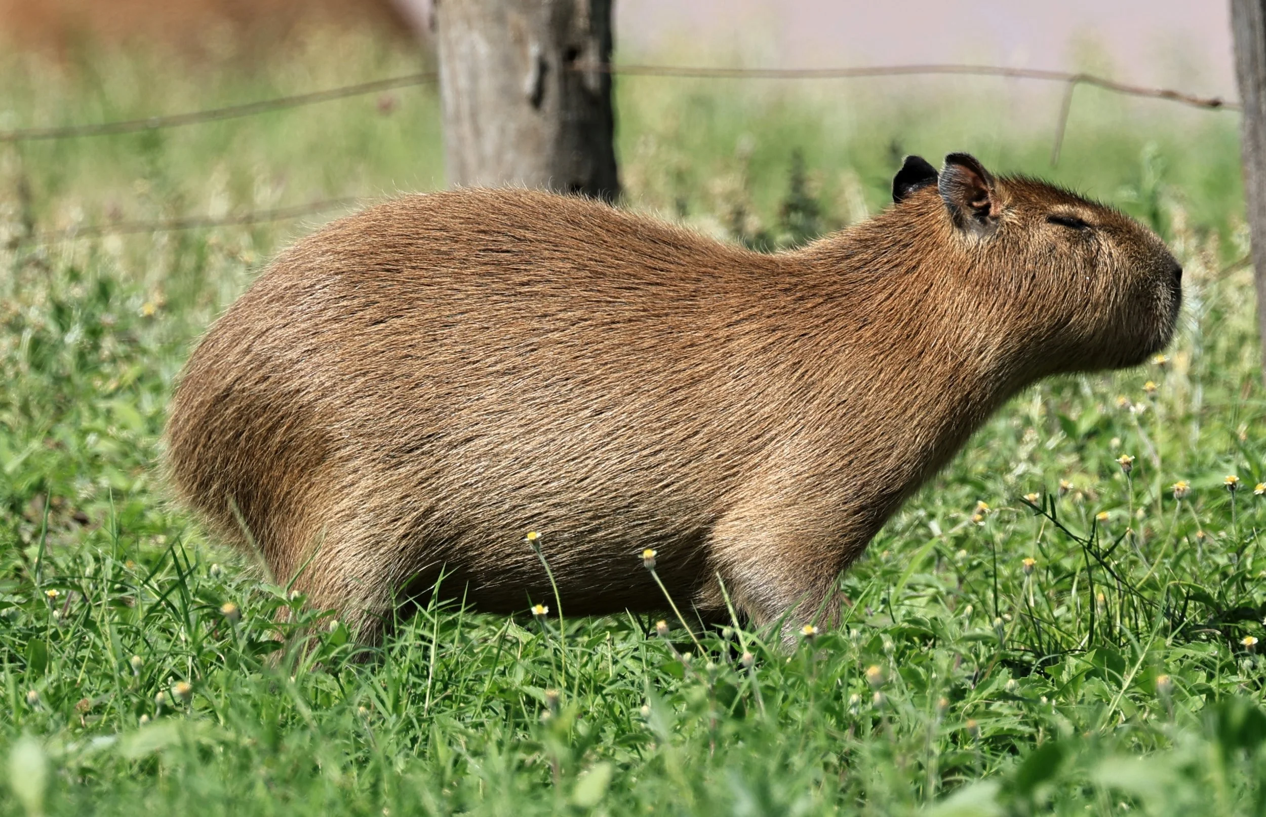 Capybara (Hydrochoerus hydrochaeris) Loma Plata Paraguay - Brunnen Strasse (56).jpg