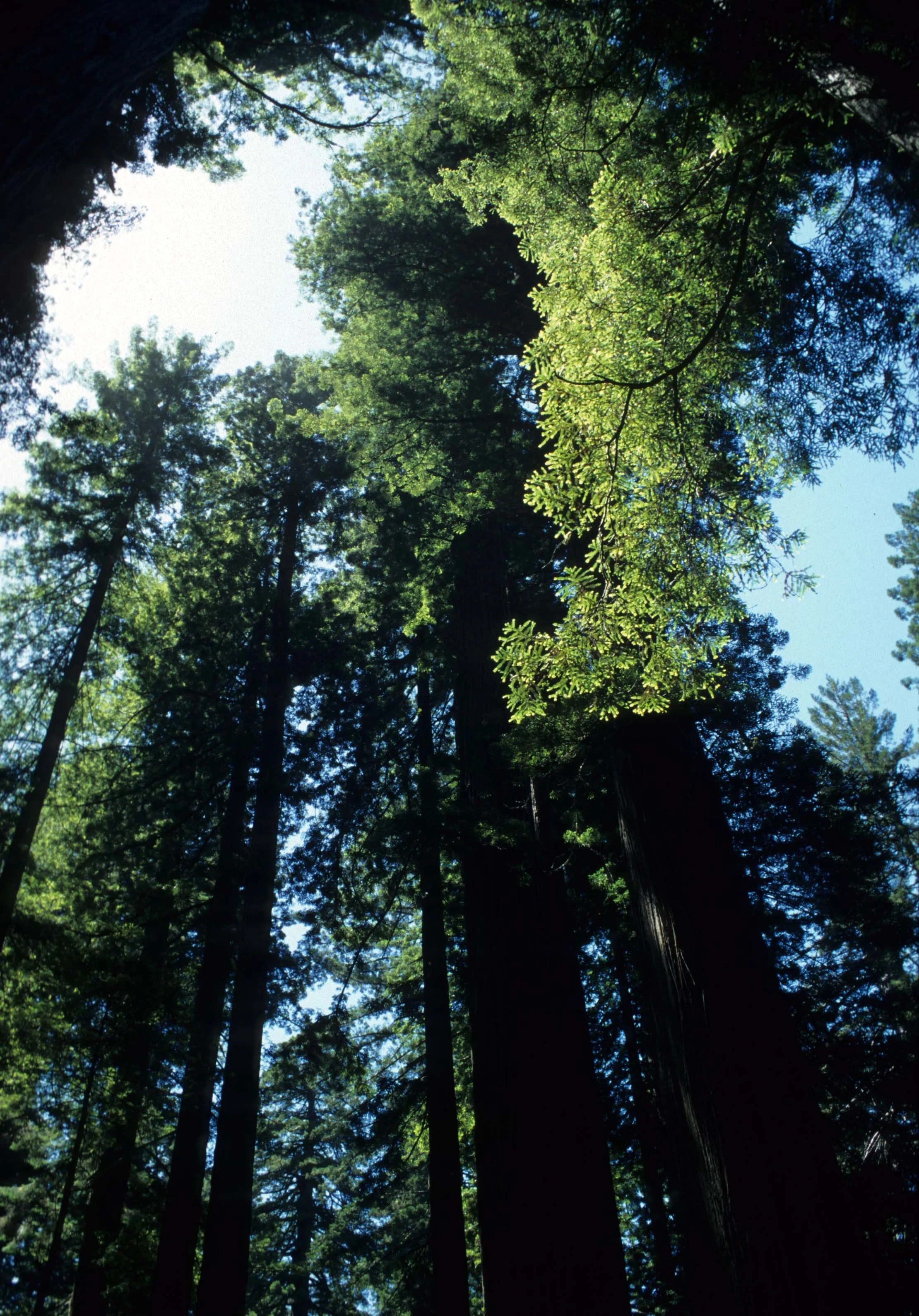 CALIFORNIA - REDWOODS NP - SEQUOIA SEMPERVIRENS - COAST REDWOODS (4).jpg