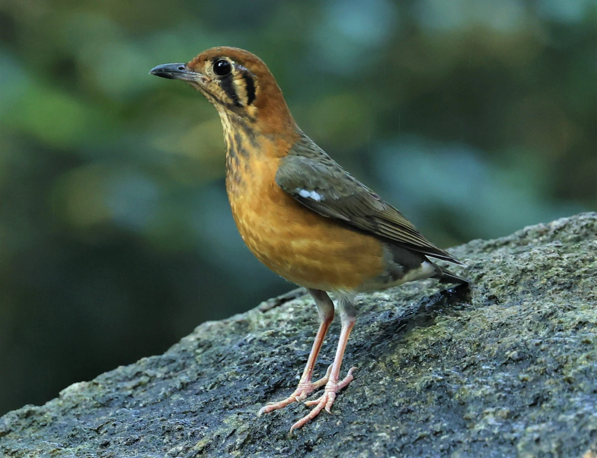 Orange-headed Thrush (Zoothera citrina) Wat Tham Prathum Chonburi Thailand (4).jpg