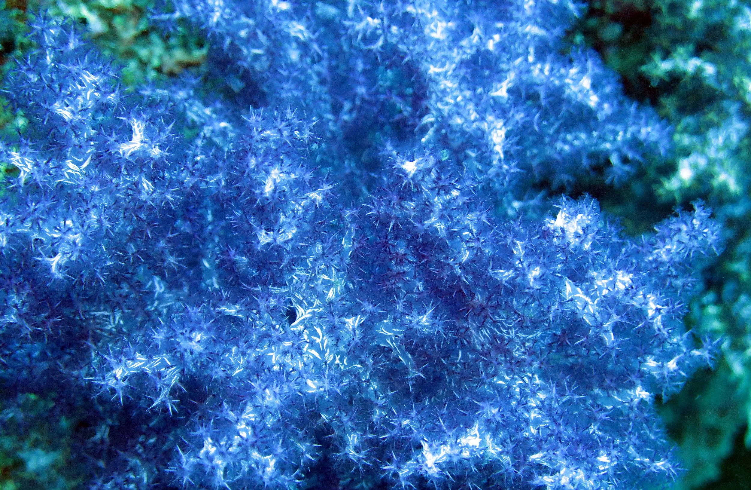 2014 Similan Islands Marine Park Thailand ISB Dive Trip (36).JPG