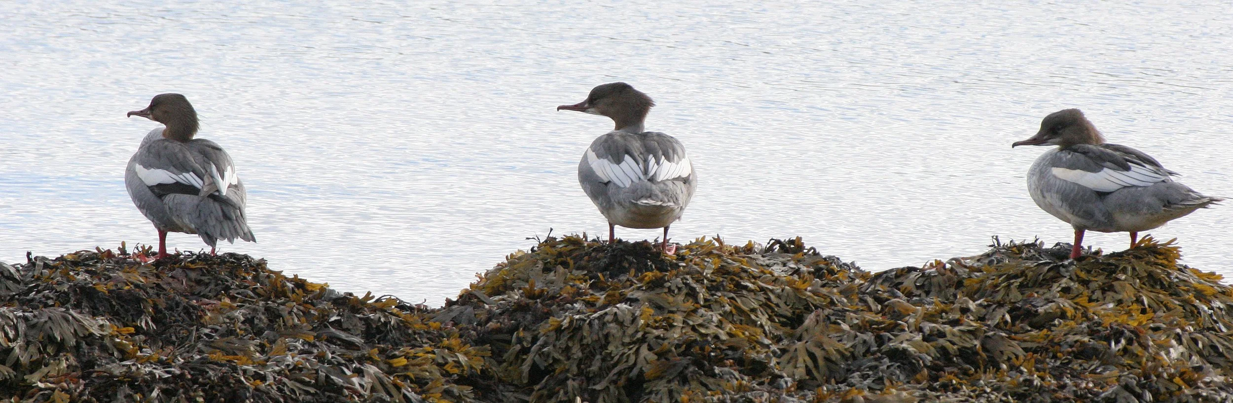 Goosander (Merganser)