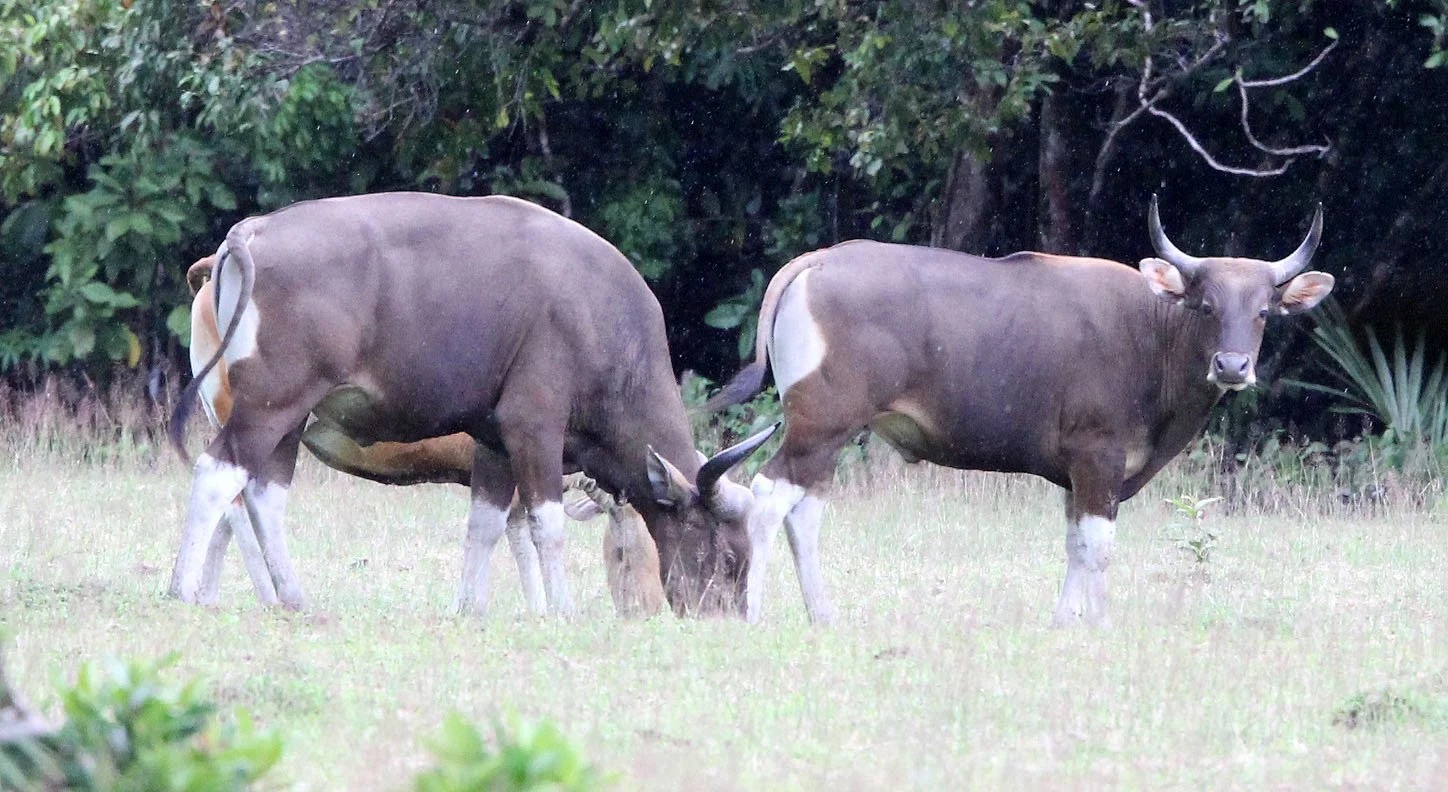 BANTENG - JAVA BANTENG - Bos javanicus javanicus - UJUNG KULON NATIONAL PARK JAVA BARAT INDONESIA (20).JPG