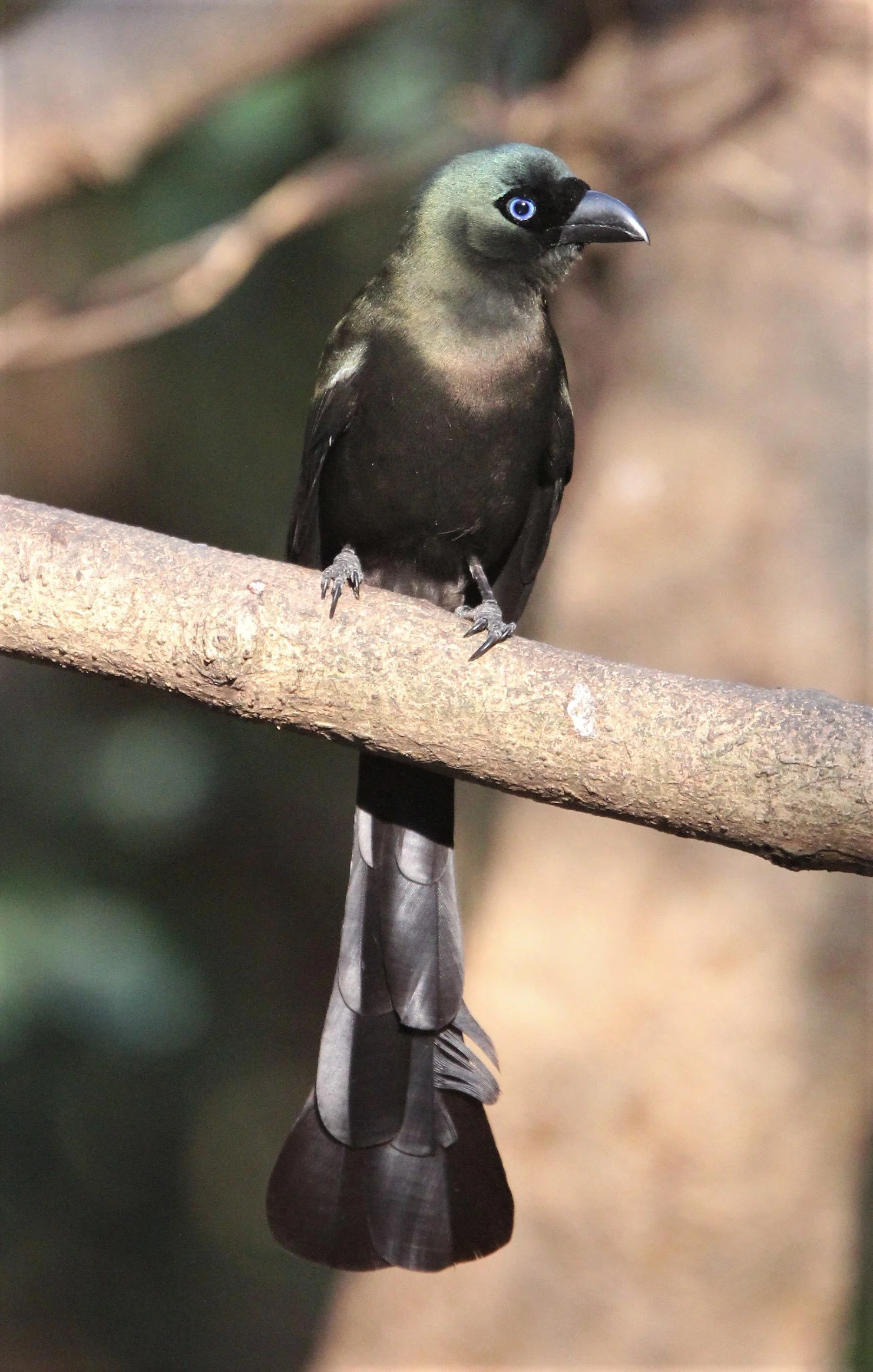 Racket-tailed Treepie (Crypsirina temia)