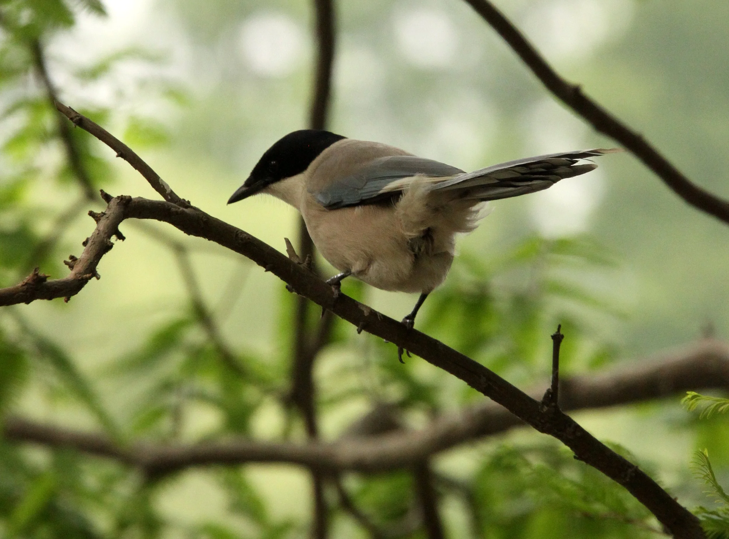BIRD - MAGPIE - AZURE-WINGED MAGPIE - SHANGHAI ZOO (1).JPG