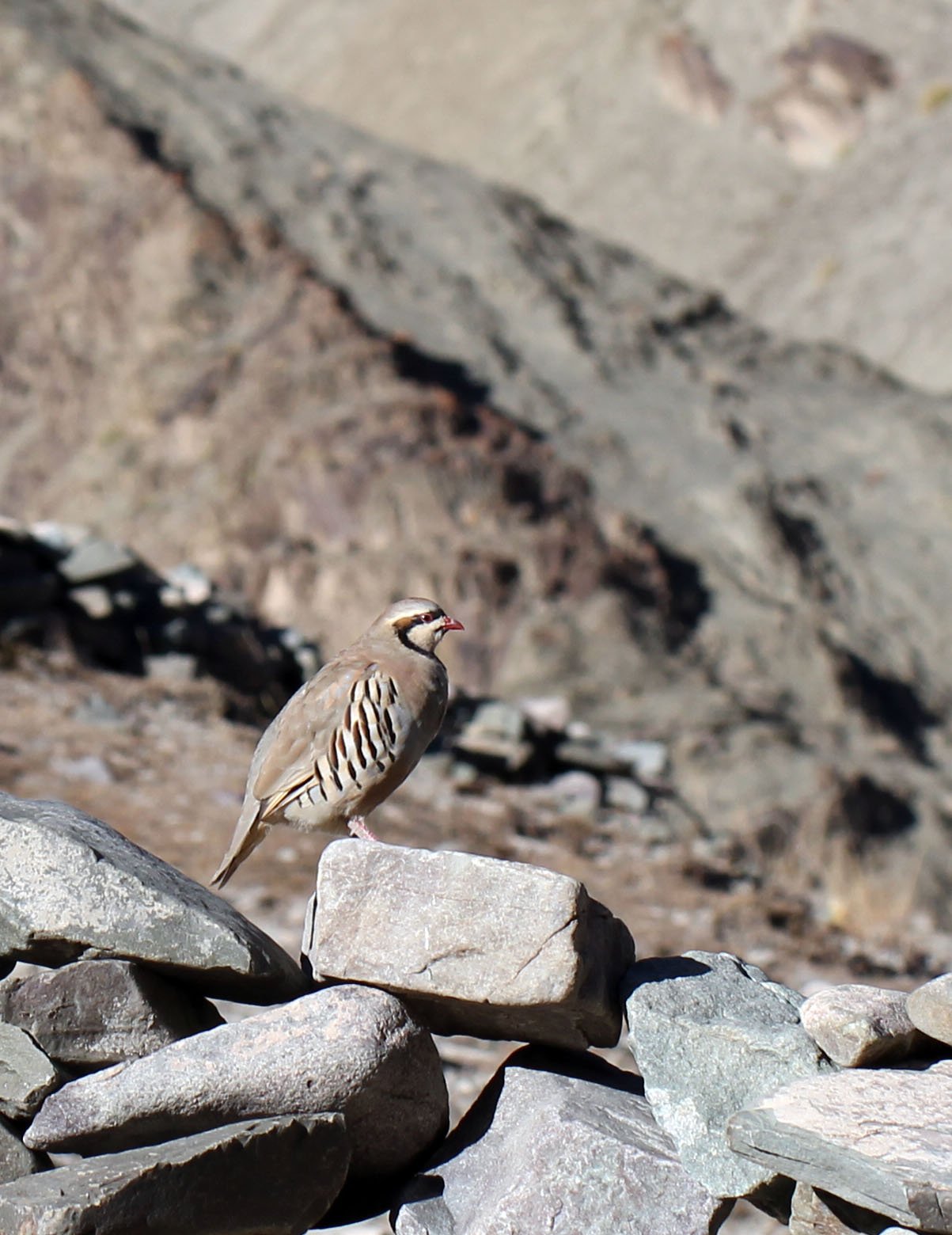 CHUKAR - Alectoris chukar - HEMIS NATIONAL PARK - LADAKH INDIA - JAMMU & KASHMIR (39).JPG