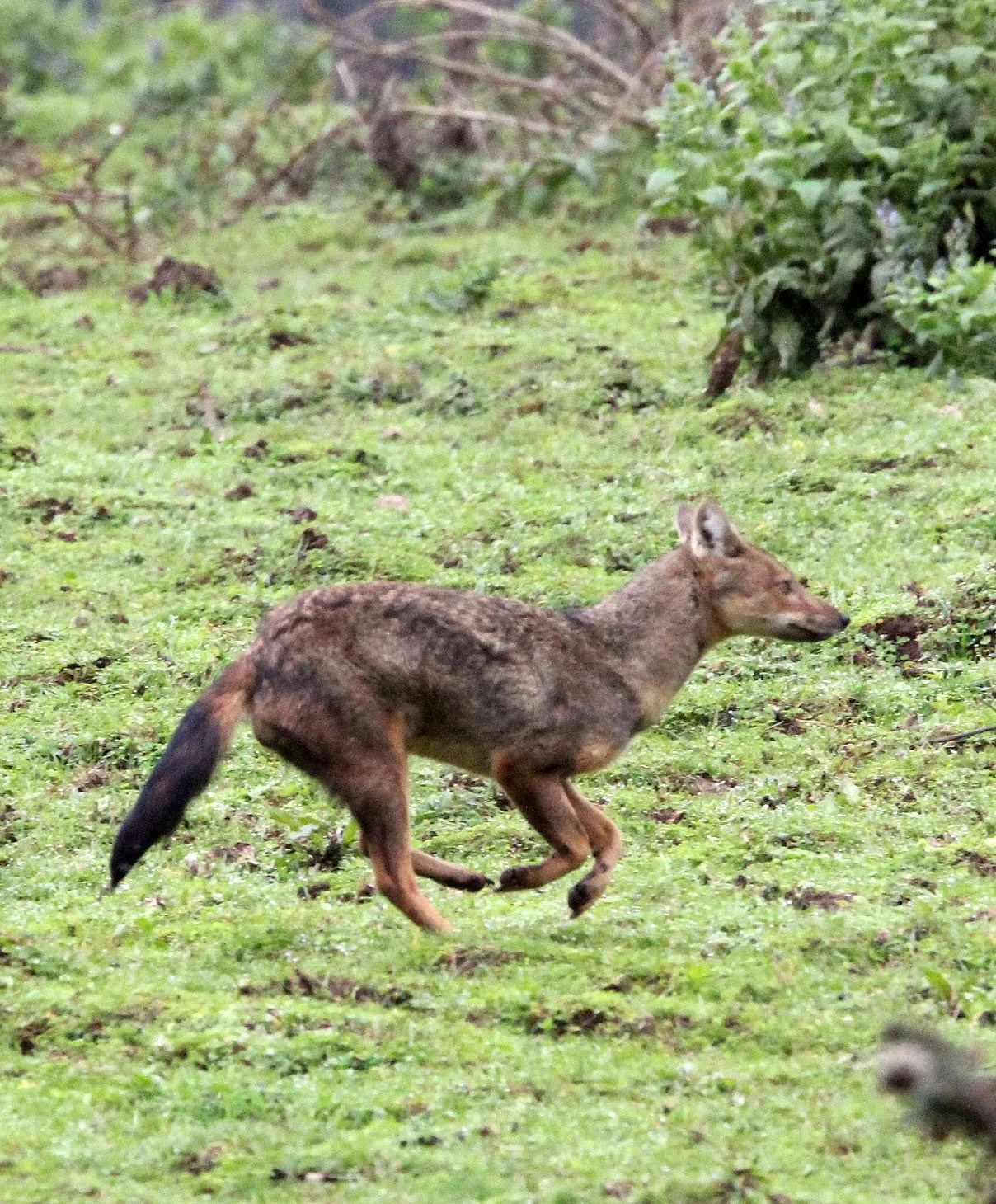 JACKAL - Lupulella adustus kaffensis - KAFFA SIDE-STRIPED JACKAL - MYSTERY CANID - BALE MOUNTAINS NATIONAL PARK ETHIOPIA HARRENA FOREST (9).JPG