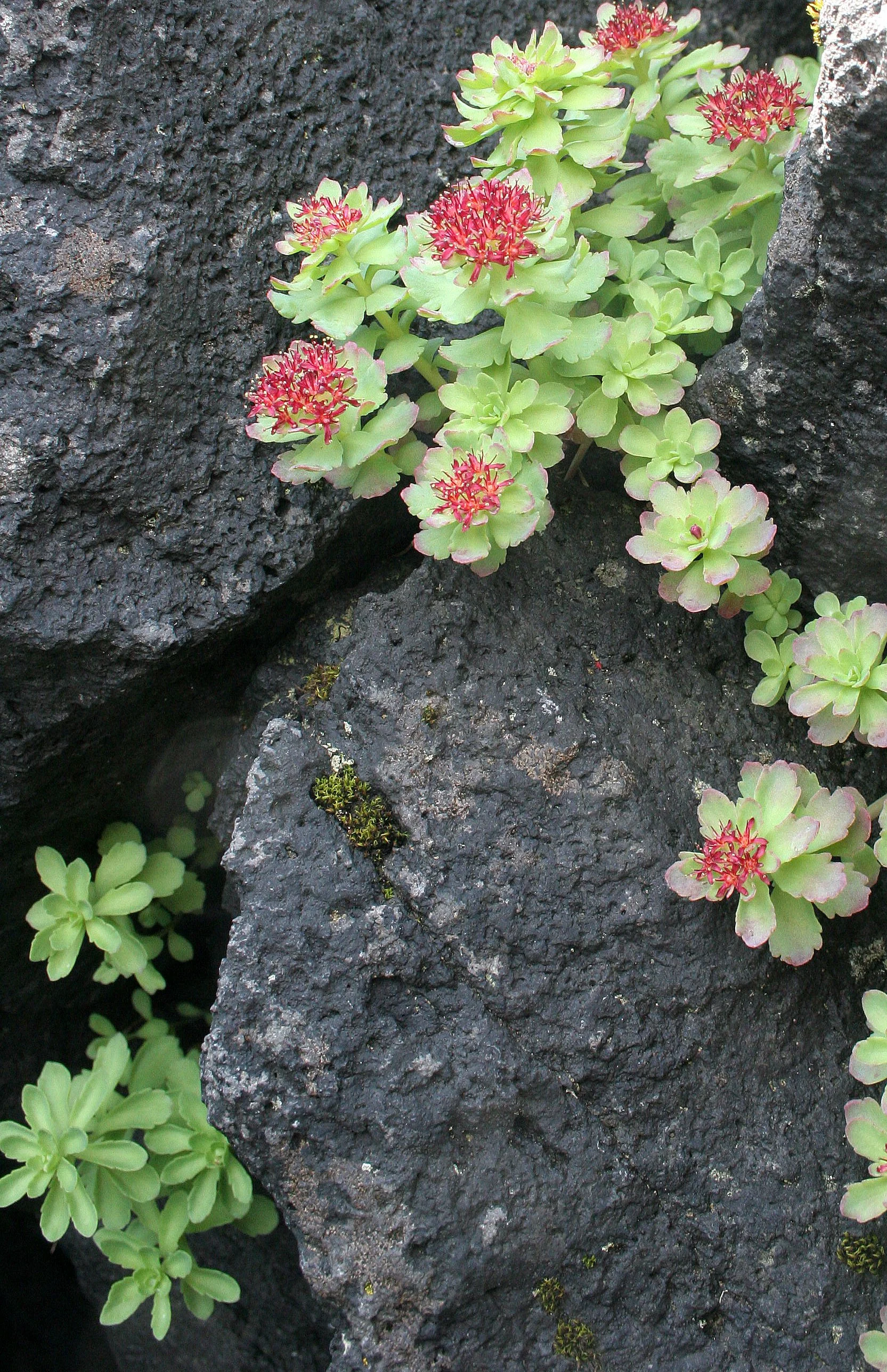 KURIL ISLANDS - FLORA  (94).jpg
