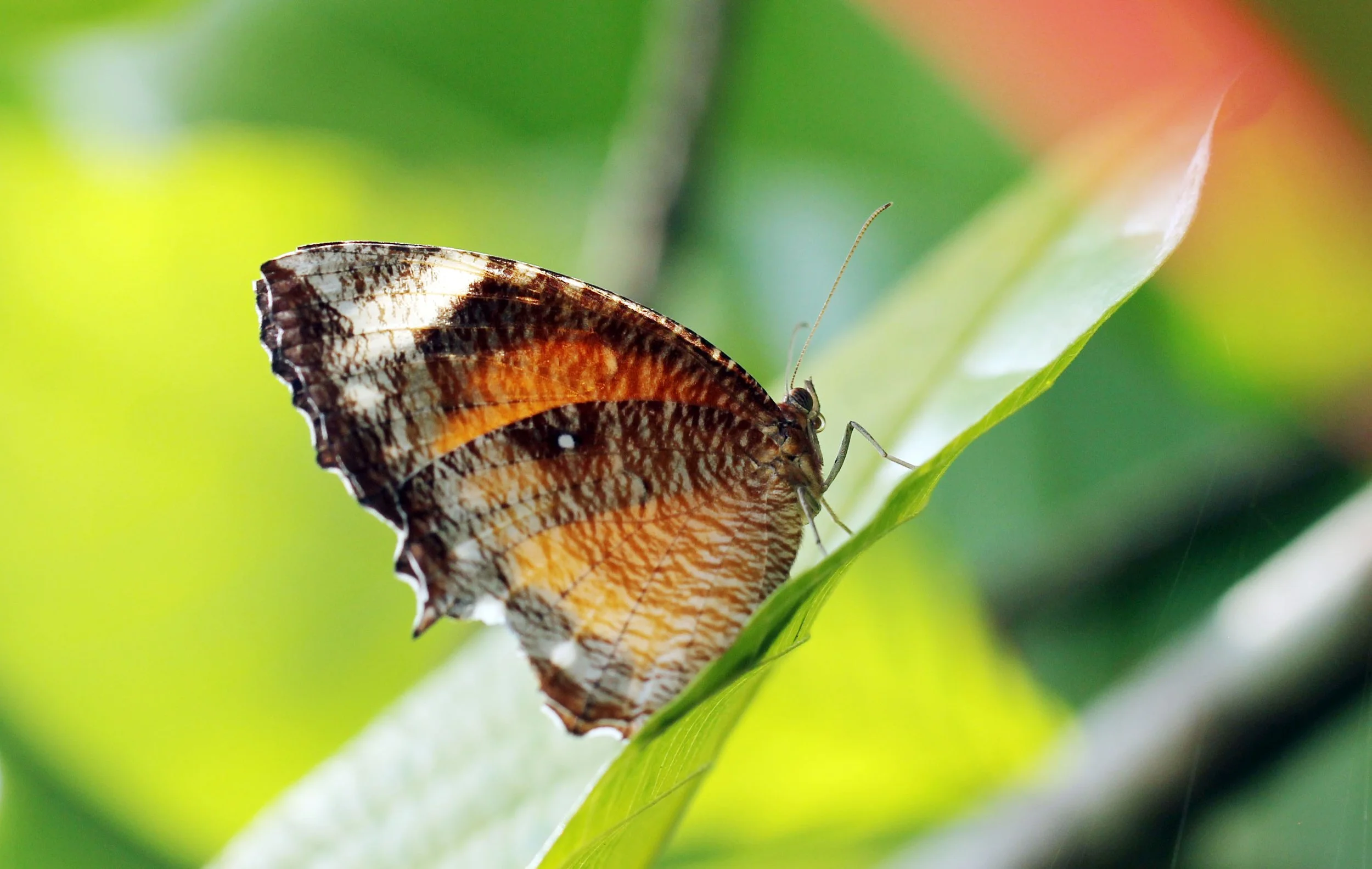 Satyridae - Elymnias hypermnestra - Nonthaburi, Thailand