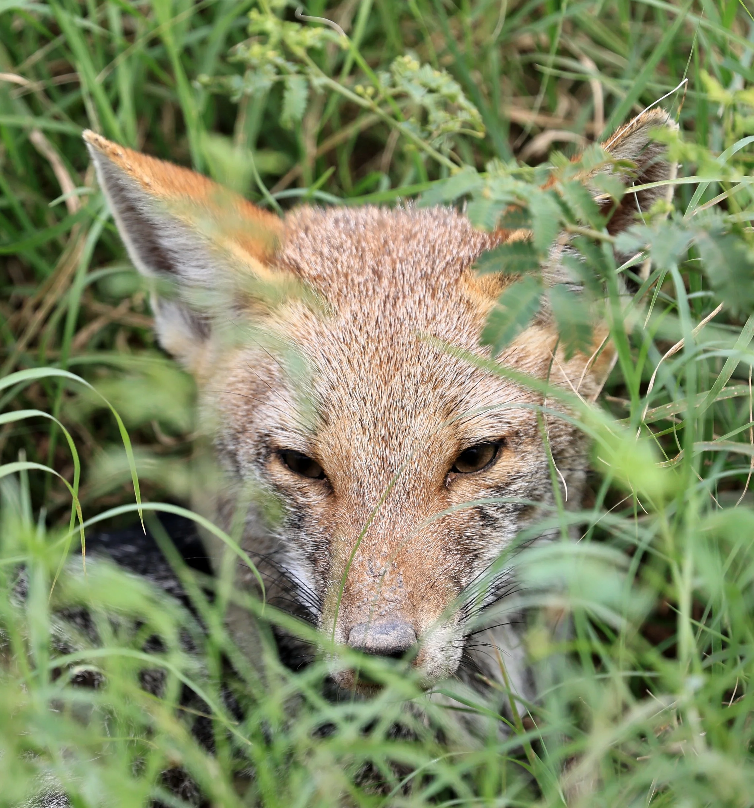 Pampas Fox (Lycalopex gymnocerca) Agua Dulce Paraguay (8).jpg