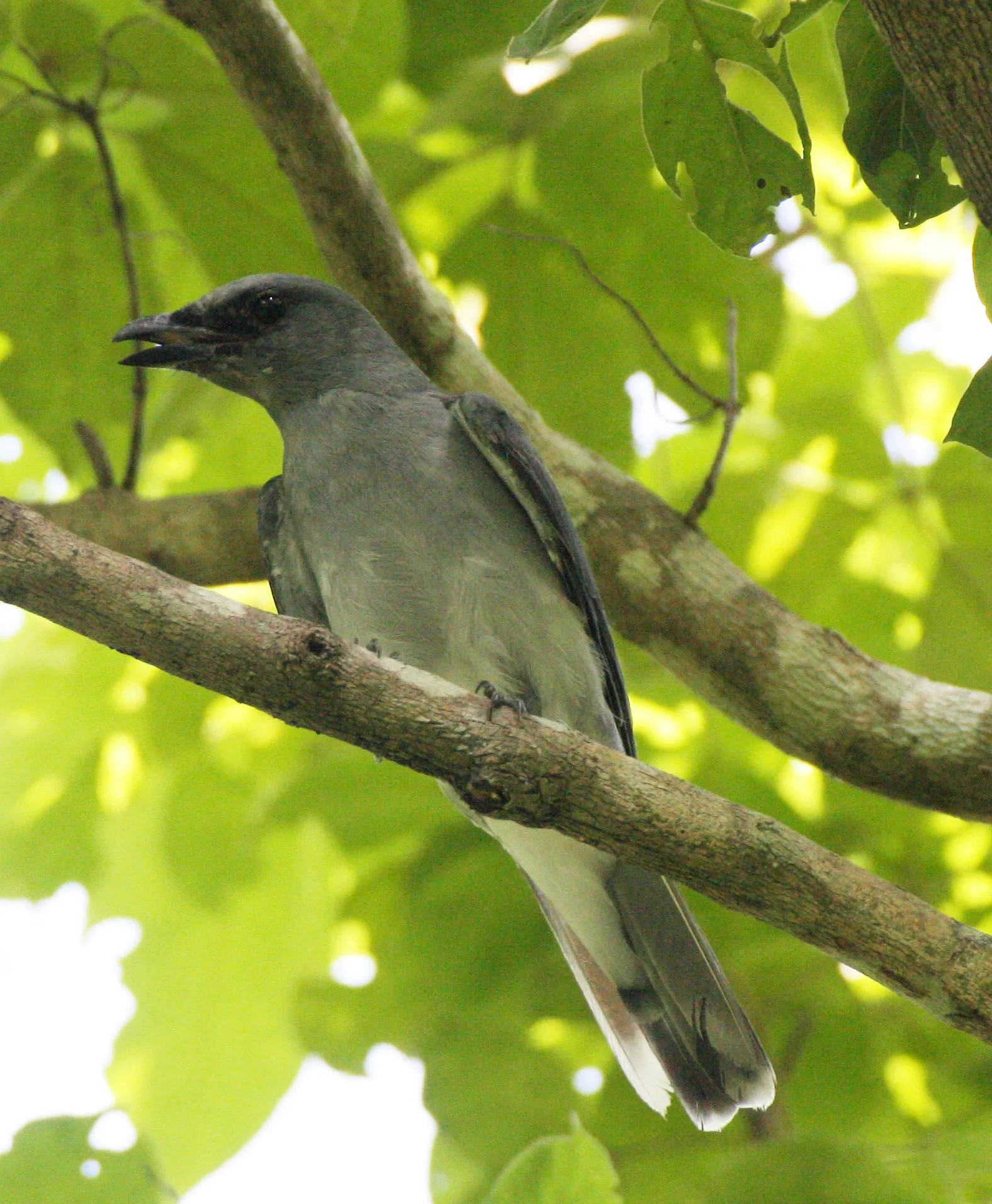 Large Cuckooshrike (Coracina macei) Huai Kha Khaeng WS Thailand 