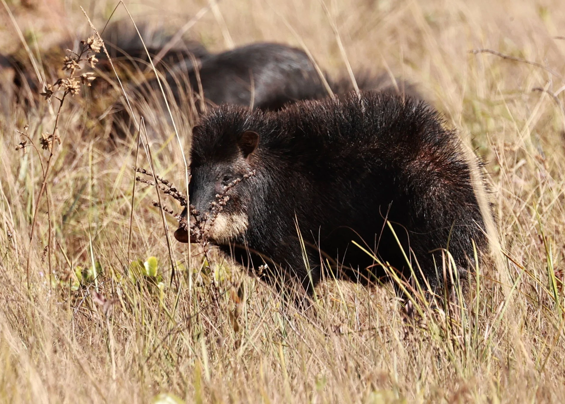 White-lipped Peccary (Tayassu pecari) Emas, Brazil