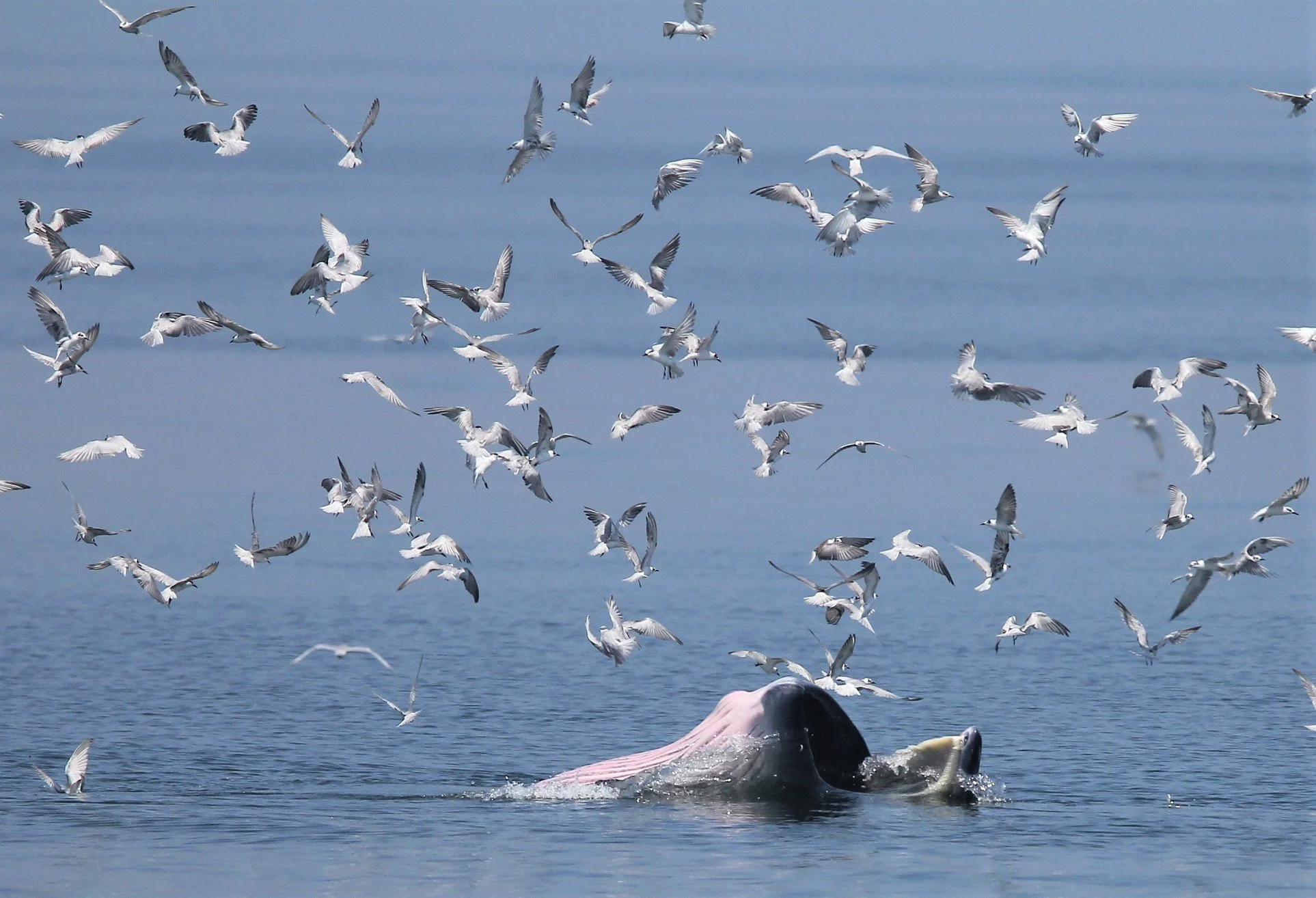 WHALE - BRYDE'S WHALE - Baleanoptera edeni - VARIOUS LOCATIONS IN THE NORTHERN GULF OF SIAM (266).JPG