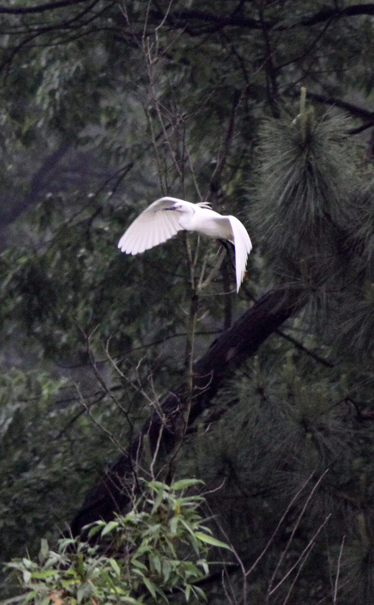 EGRET - LITTLE EGRET - Egretta garzetta - CHINESE ALLIGATOR BREEDING CENTER - XUANCHENG CHINA (3).JPG