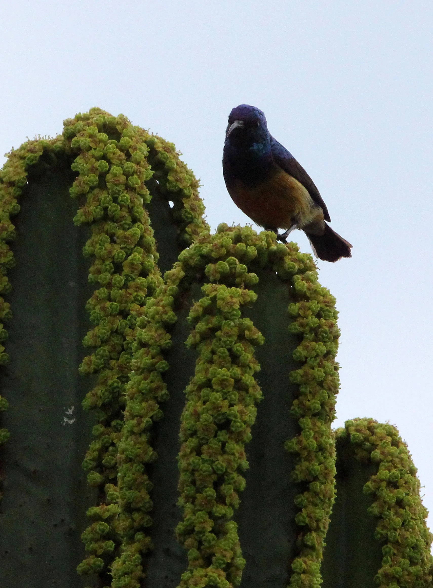 BIRD - SUNBIRD - REGAL SUNBIRD - RUHENGERI RWANDA (9).JPG