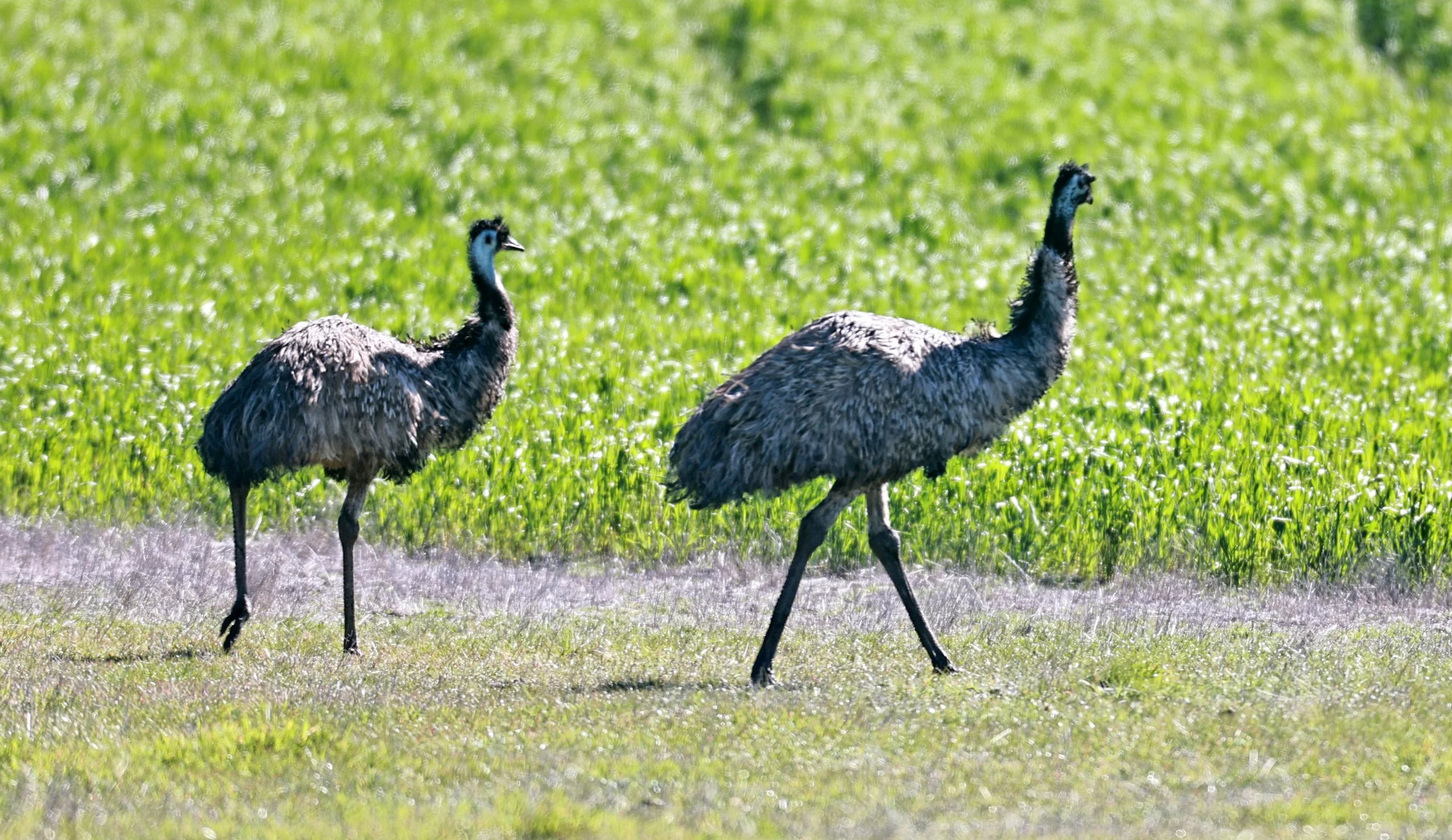 Emu (Dromaius novaehollandiae) Mt Frankland NP - Western Australia (68).jpg
