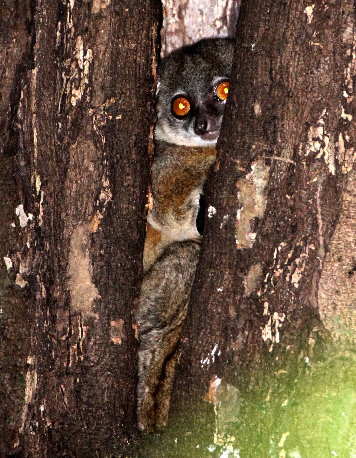 LEPILEMURIDAE - Lepilemur septentrionalis - SAHAFARY SPORTIVE LEMUR - ANKARANA NATIONAL PARK MADAGASCAR (68).JPG