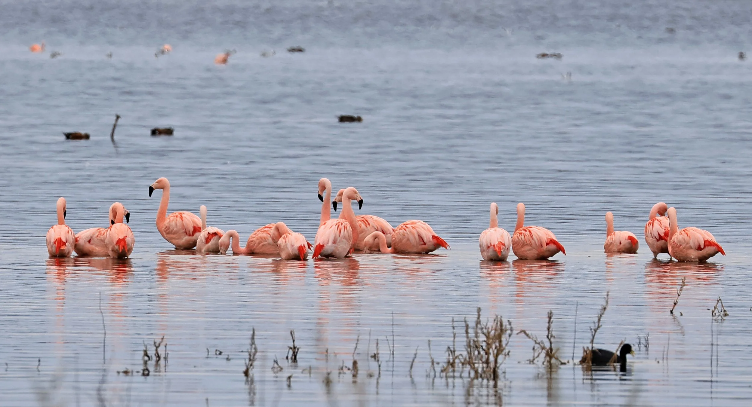 Chilean Flamingo (Phoenicopterus chilensis) Lagunas del Ornitólogo, Trelew Argentina (106).jpg