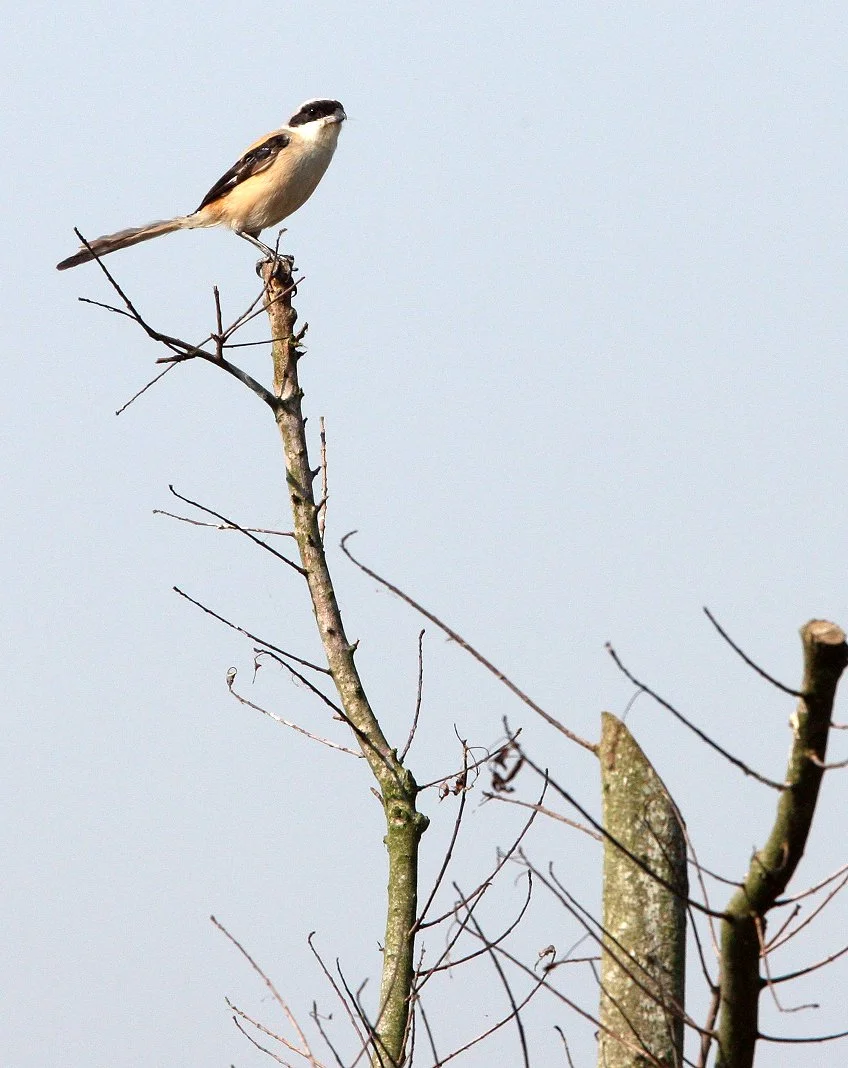 Long-tailed Shrike (Lanius schach) Chongming Island Dongtan Wetlands China (1).JPG