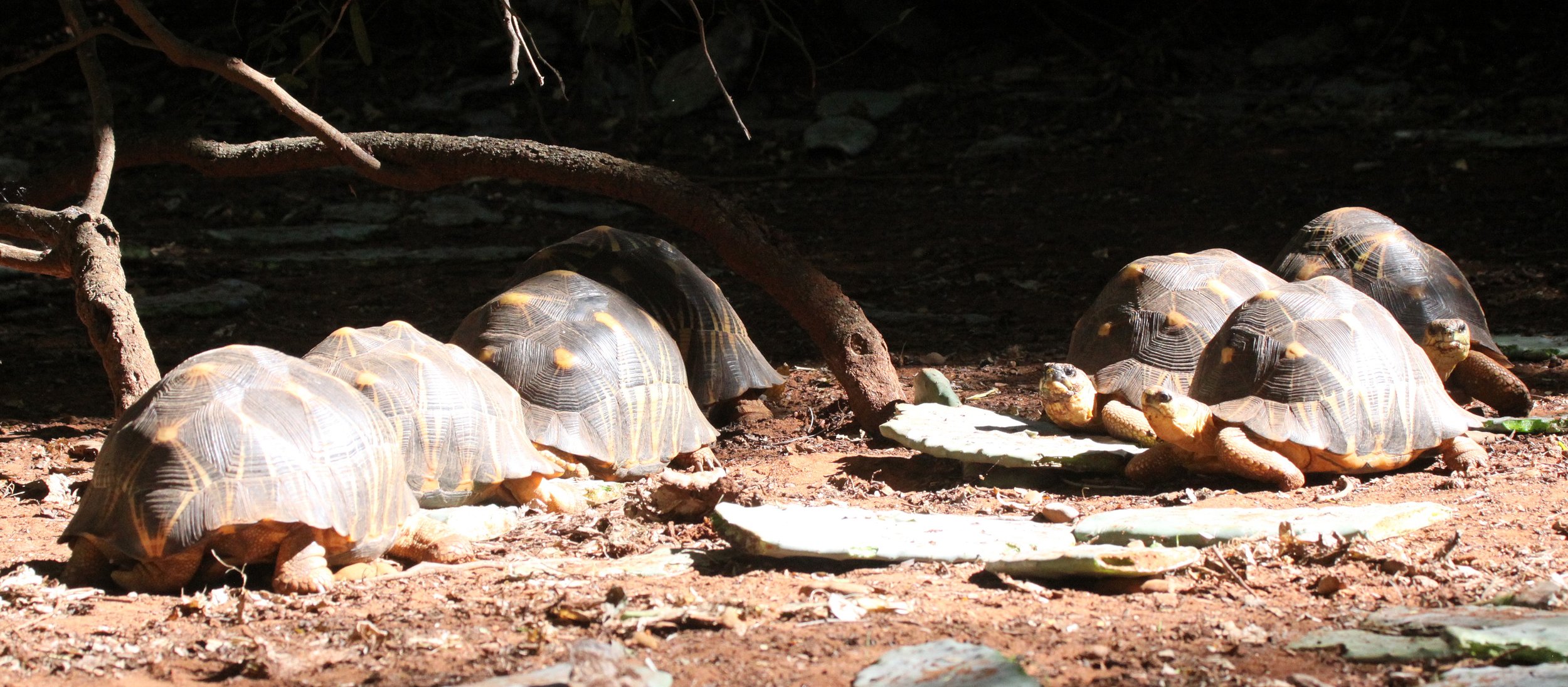 Astrochelys radiata - MADAGASCAR BOX TORTOISE - TESTUDO RADIATA  - ANDOHAHELA NATIONAL PARK MADAGASCAR (3).JPG