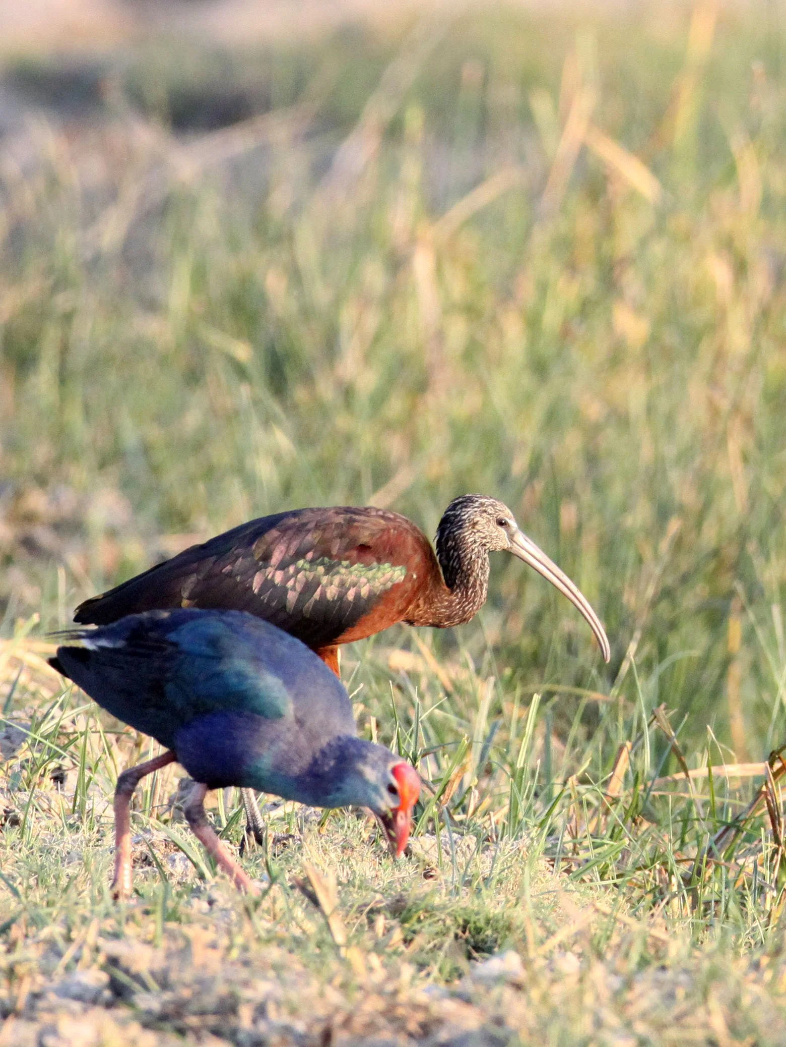 IBIS - GLOSSY IBIS - Plegadis falcinellus - LITTLE RANN OF KUTCH GUJARAT INDIA (6).JPG