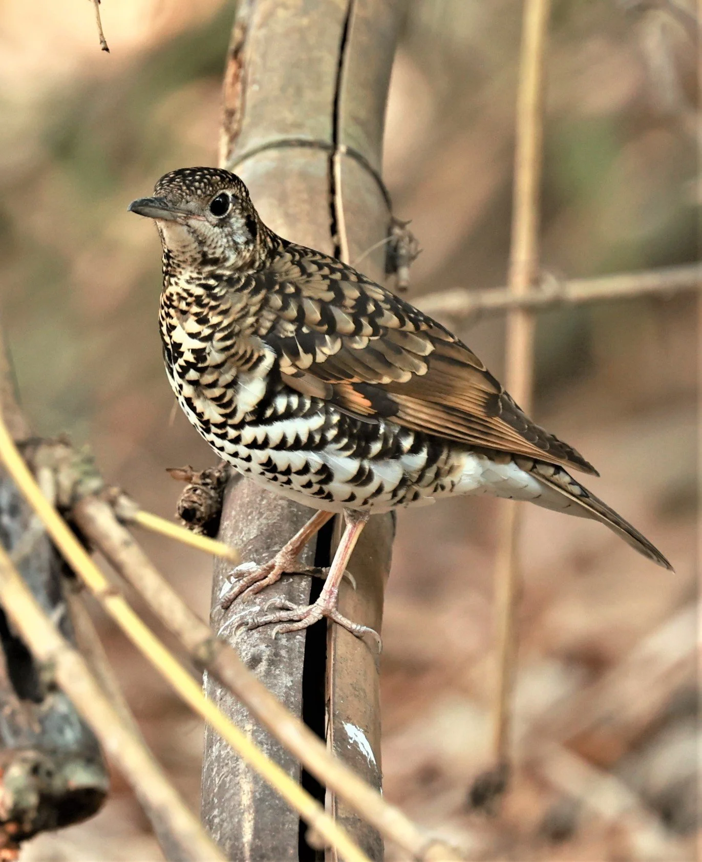 White's Thrush (Zoothera aurea) Putthamonthon Park Nakhon Pathom Thailand (220).jpg
