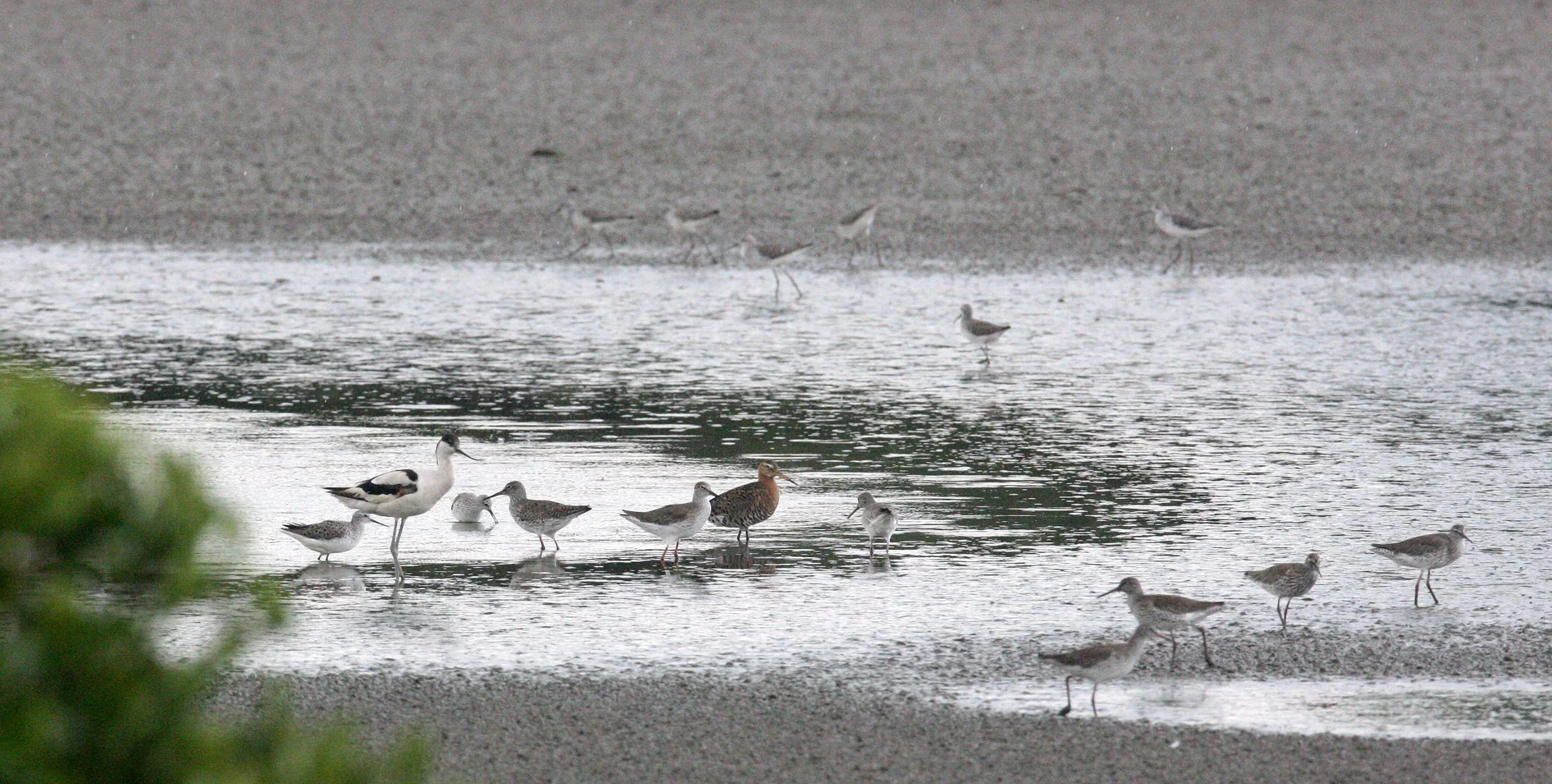 BIRD - REDSHANK - SPOTTED REDSHANK WITH BLACK-TAILED GODWIT AND COMMON GREENSHANK - MAI PO WETLANDS HONG KONG (3).JPG