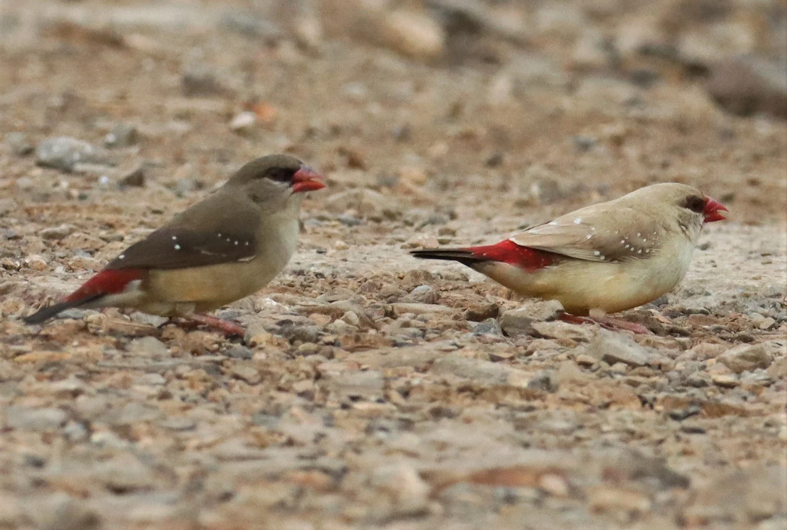 RED AVADAVAT - Amandava amandava - THAP YAO RICE FIELDS LAT KRABANG WITH LEUCISTIC FORM (7).jpg