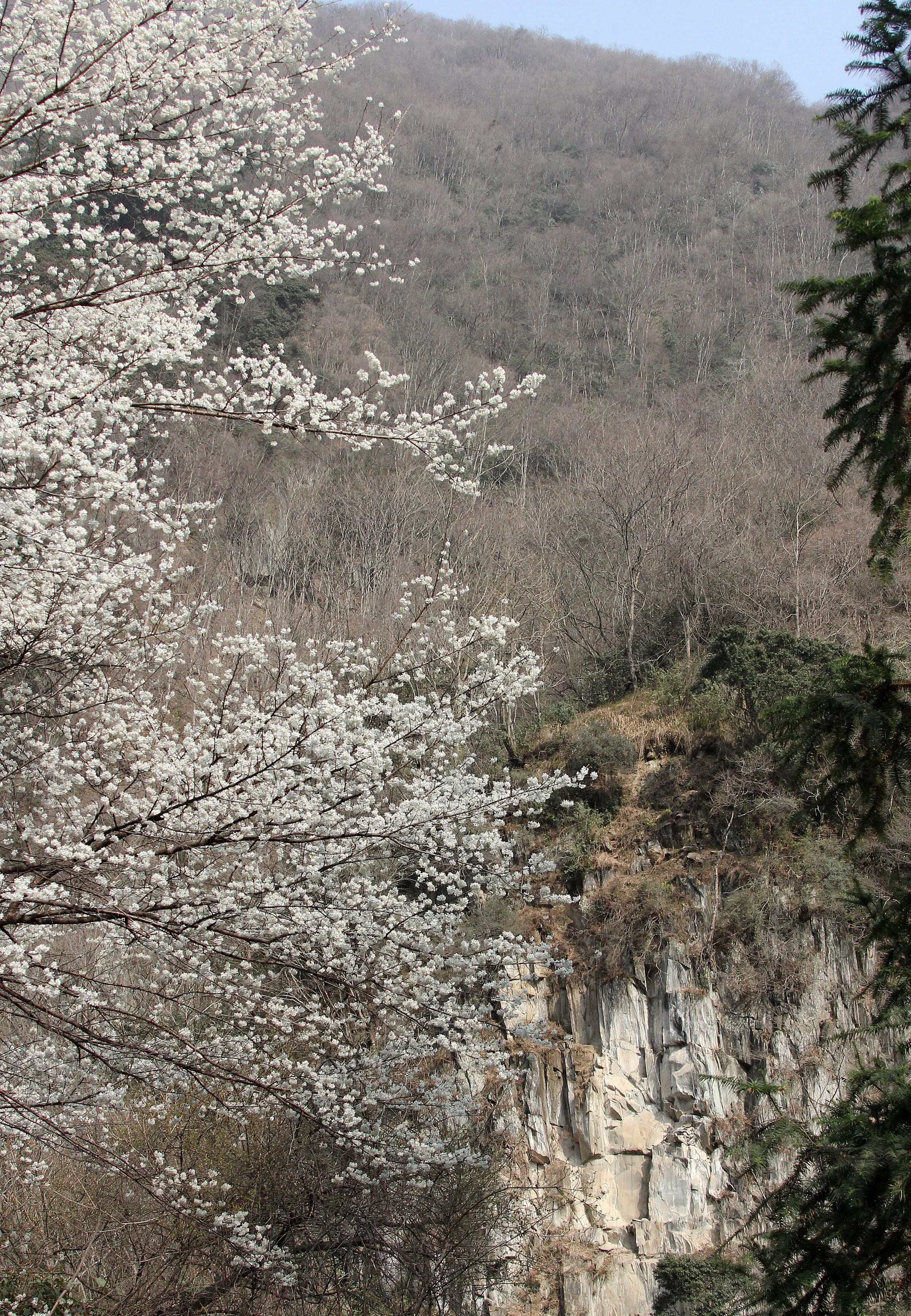 TANGJIAHE NATURE RESERVE, SICHUAN CHINA (27).JPG