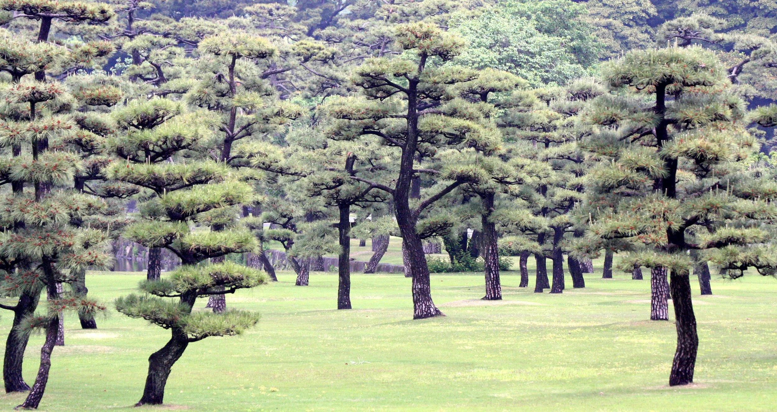 TOKYO -MAY 2009 -  IMPERIAL PALACE (21).JPG