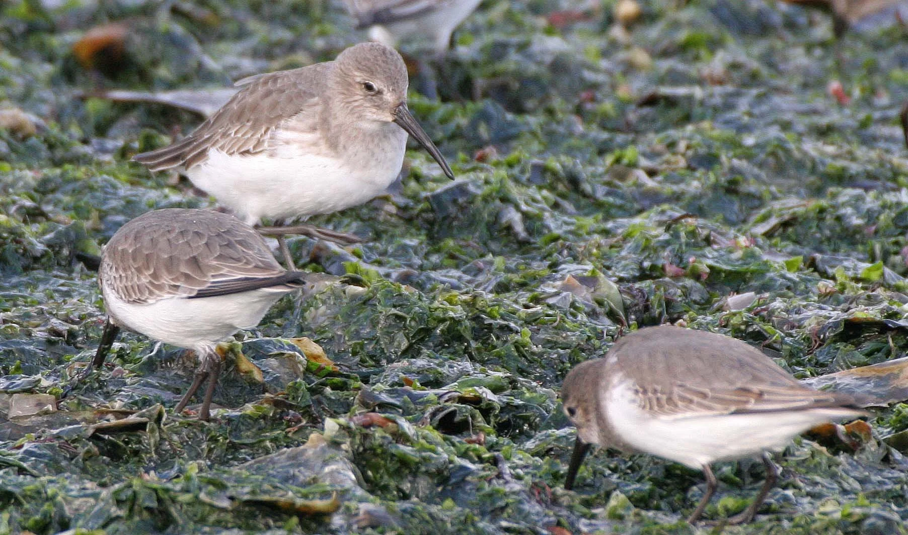 BIRD - DUNLINS - THREE CRABS (17).jpg