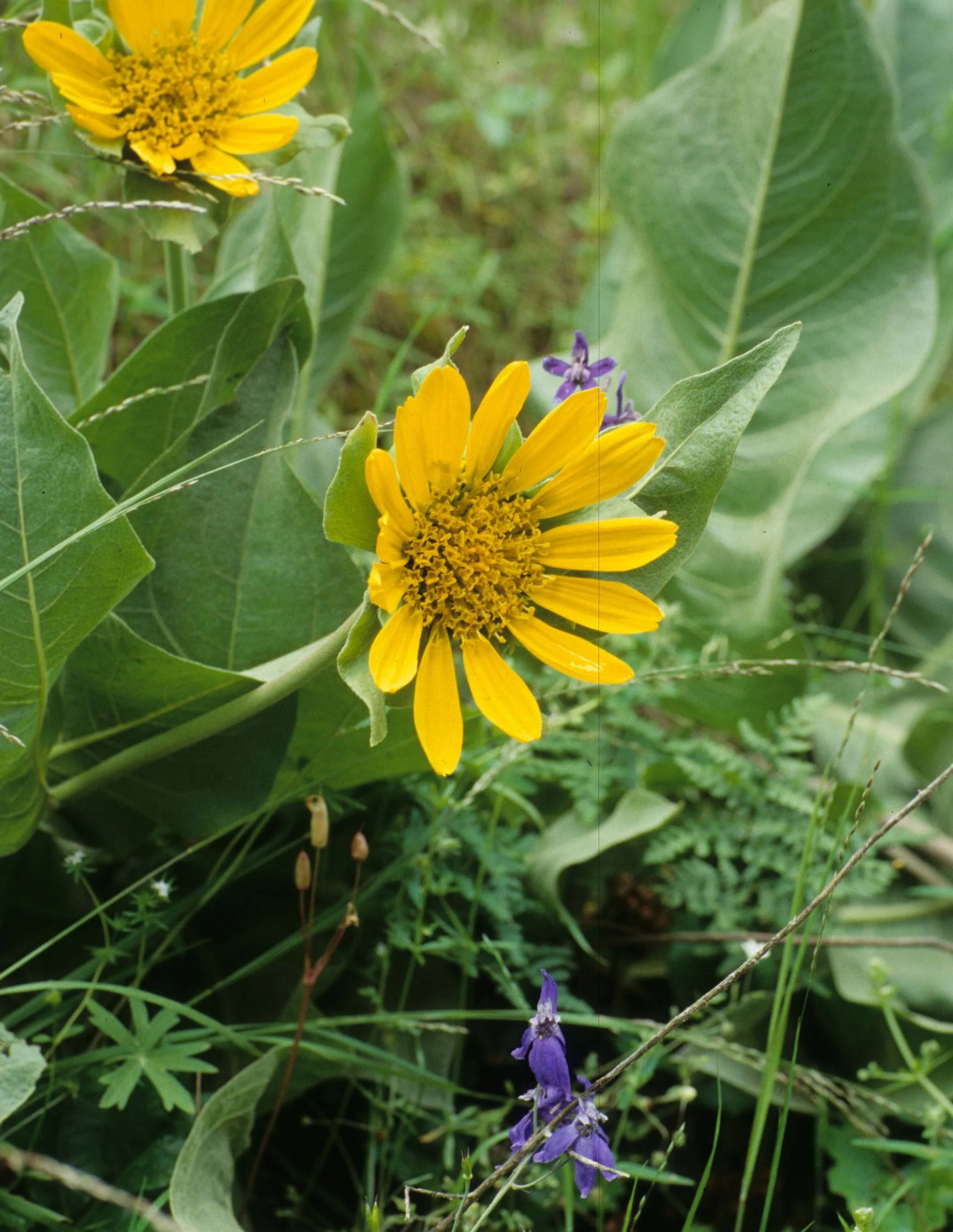 MONTANA - GLACIER - ASTERACEAE SPECIES (6).jpg