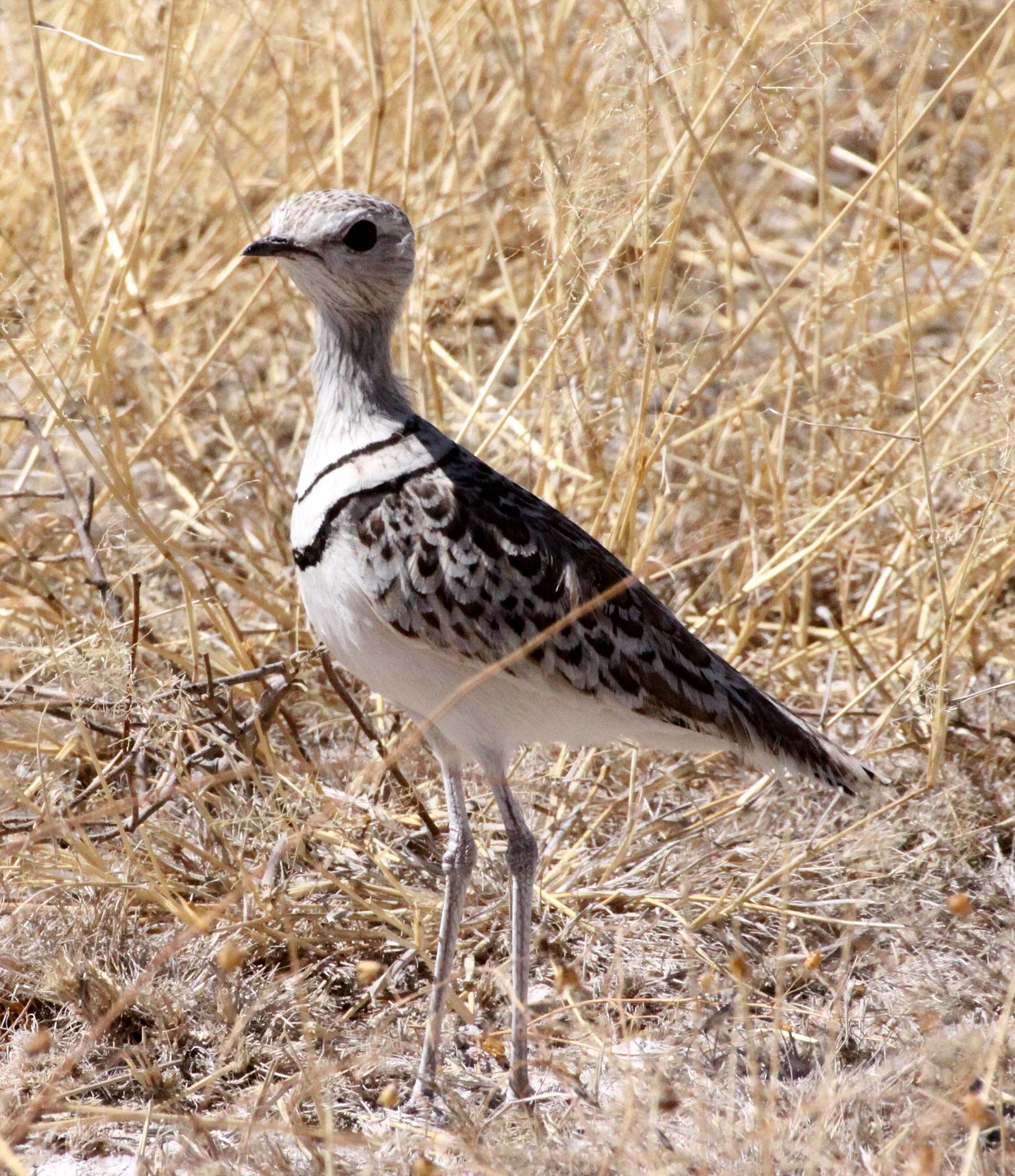 COURSER - DOUBLE-BANDED COURSER - Rhinoptilus africanus - ETOSHA NATIONAL PARK NAMIBIA (13).JPG