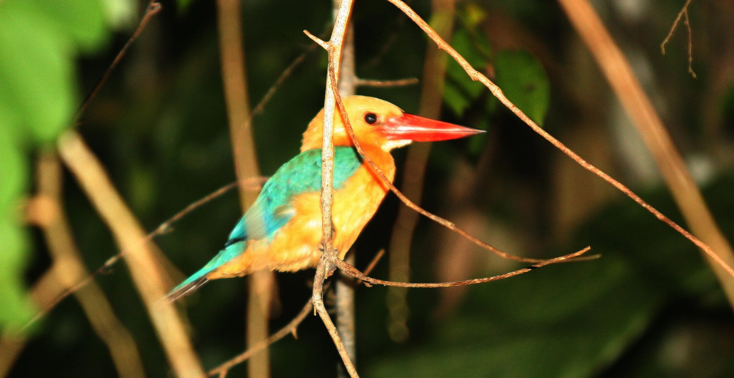 Pelargopsis capensis - STORK-BILLED KINGFISHER - KINABATANGAN RIVER BORNEO (4).JPG