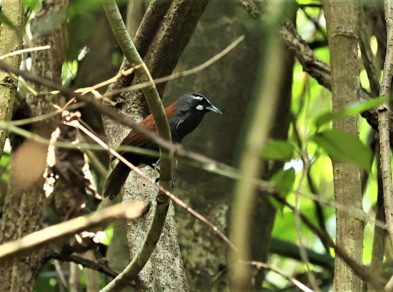 BABBLER- BLACK-THROATED BABBLER - Stachyris nigricollis - KRUNG CHING, KHAO LUANG NP NST, APRIL 2022 (13).jpg