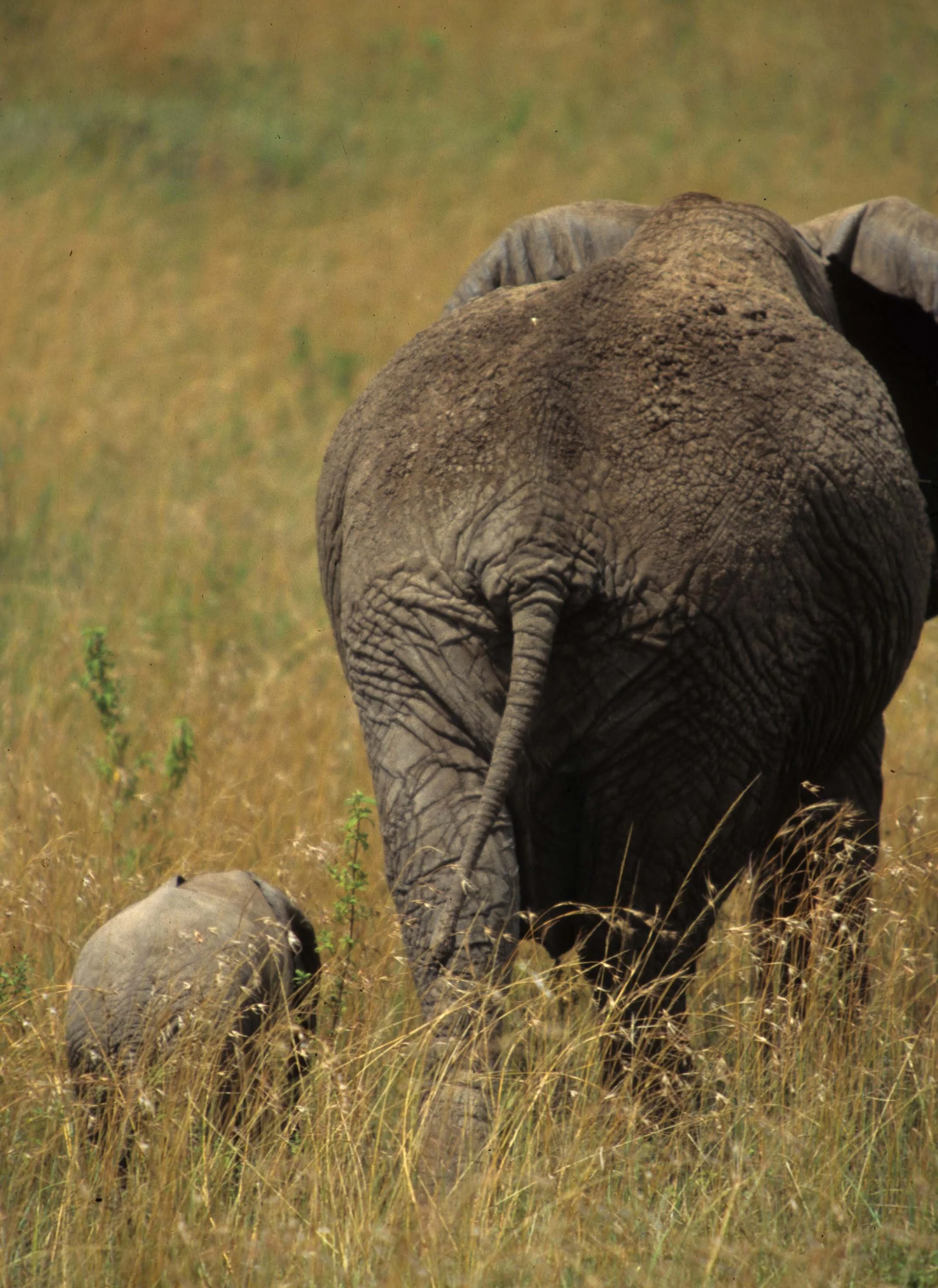 ELEPHANT - SERENGETI 13.jpg