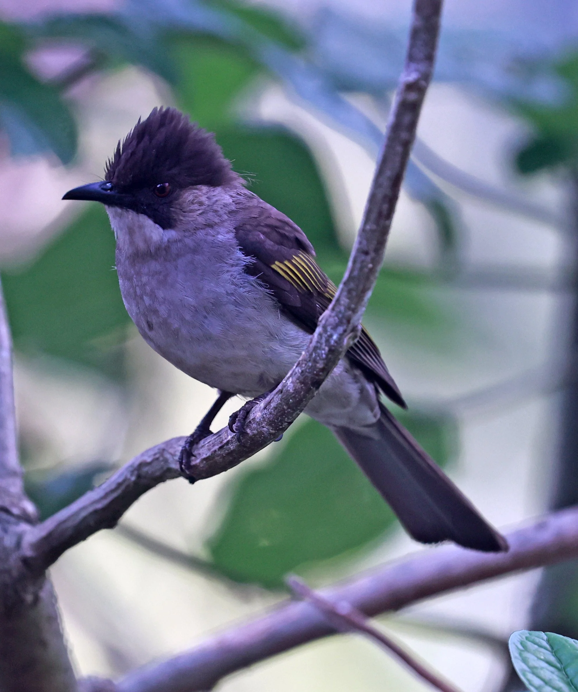Ashy Bulbul (Hemixos flavala) Kaeng Krachan National Park Thailand, Jan 2025 (38).jpg