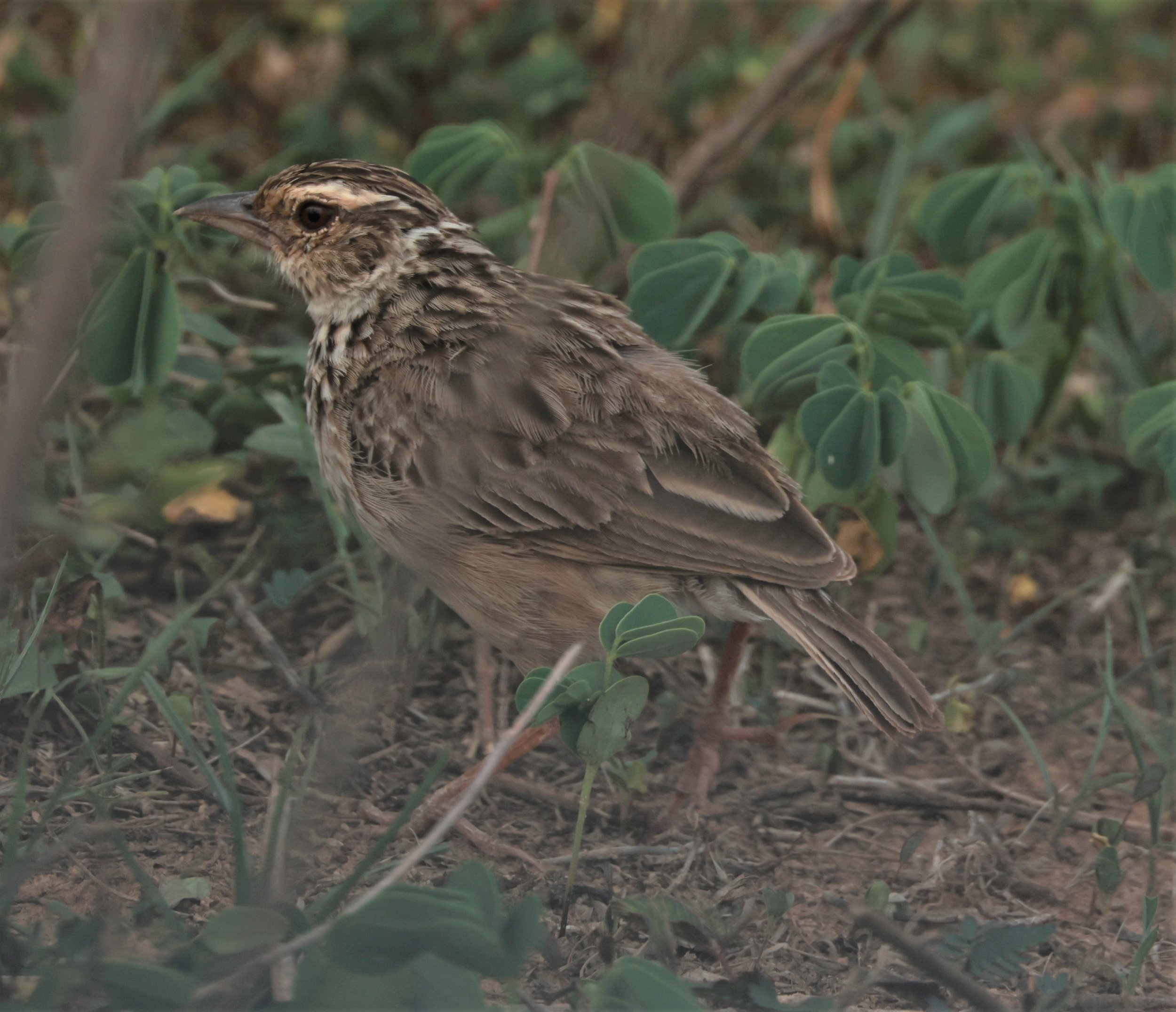 Oriental Skylark (Alauda gulgula) Pu Plu Scrublands Petchaburi Thailand (1).jpg
