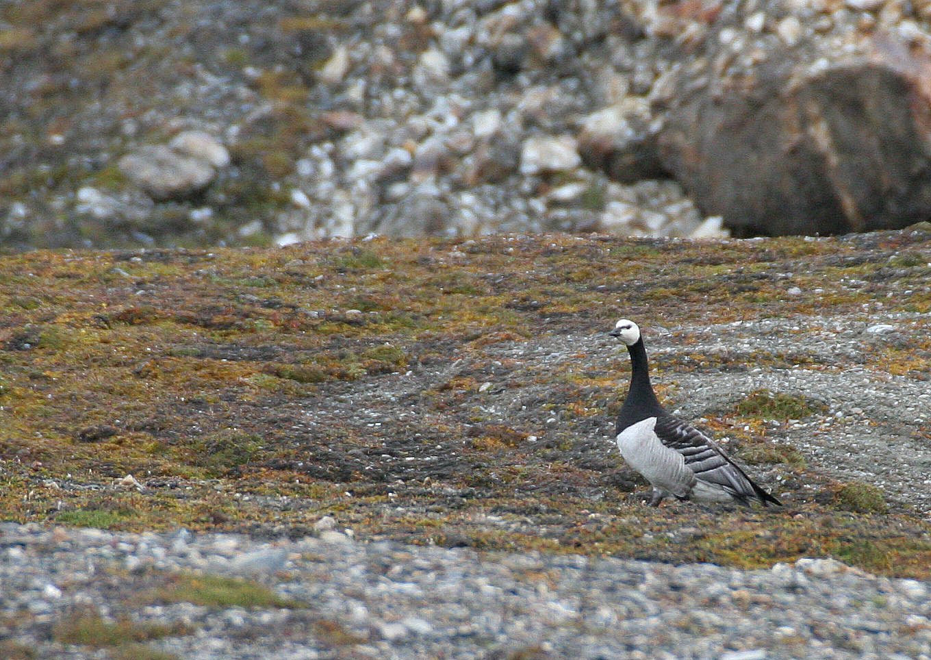 Barnacle Goose
