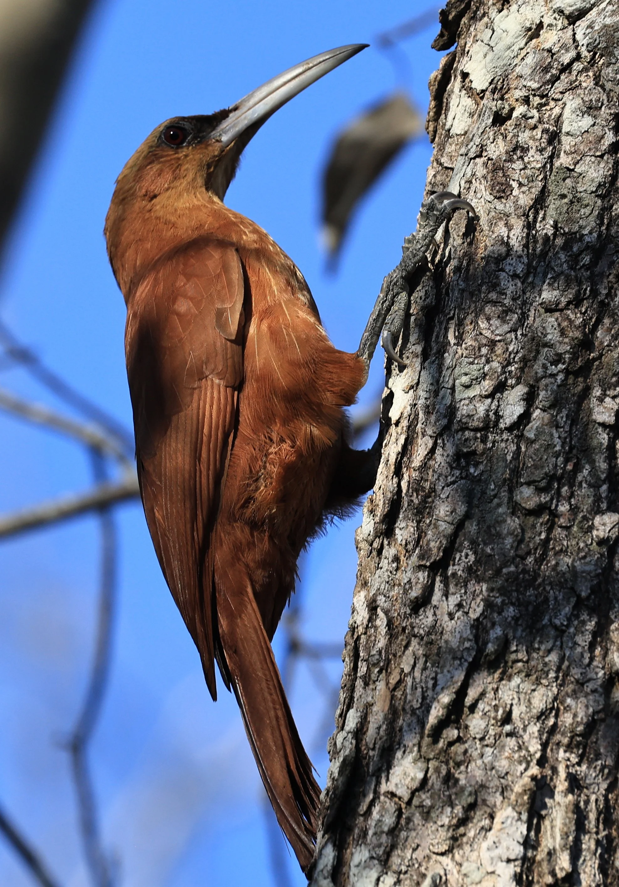 Great Rufous Woodcreeper (Xiphocolaptes major) Agua Dulce Paraguay (10).jpg