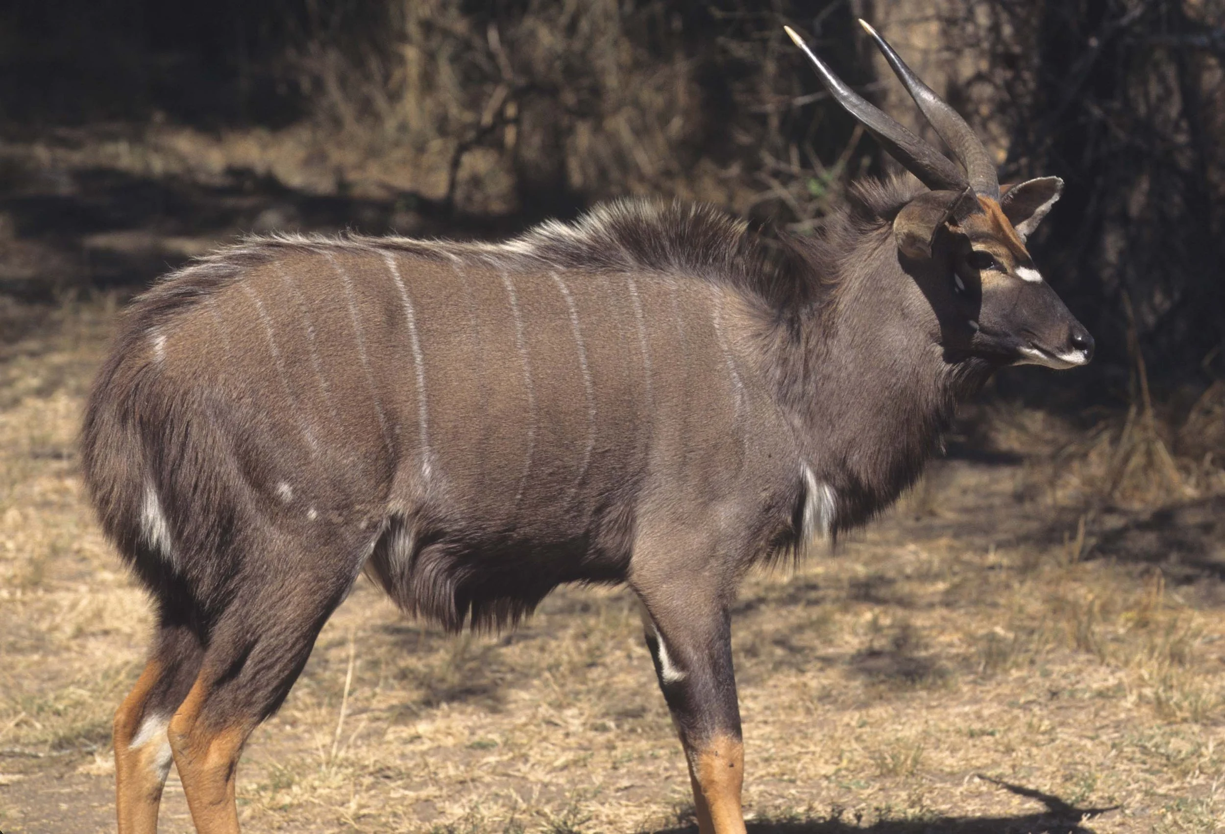 BOVID - NYALA - ZIMBABWE (2).jpg