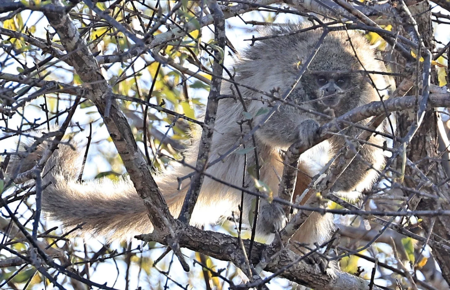 Chacoan or White-coated Titi (Callicebus pallescens) Agua Dulce Paraguay (7).jpg