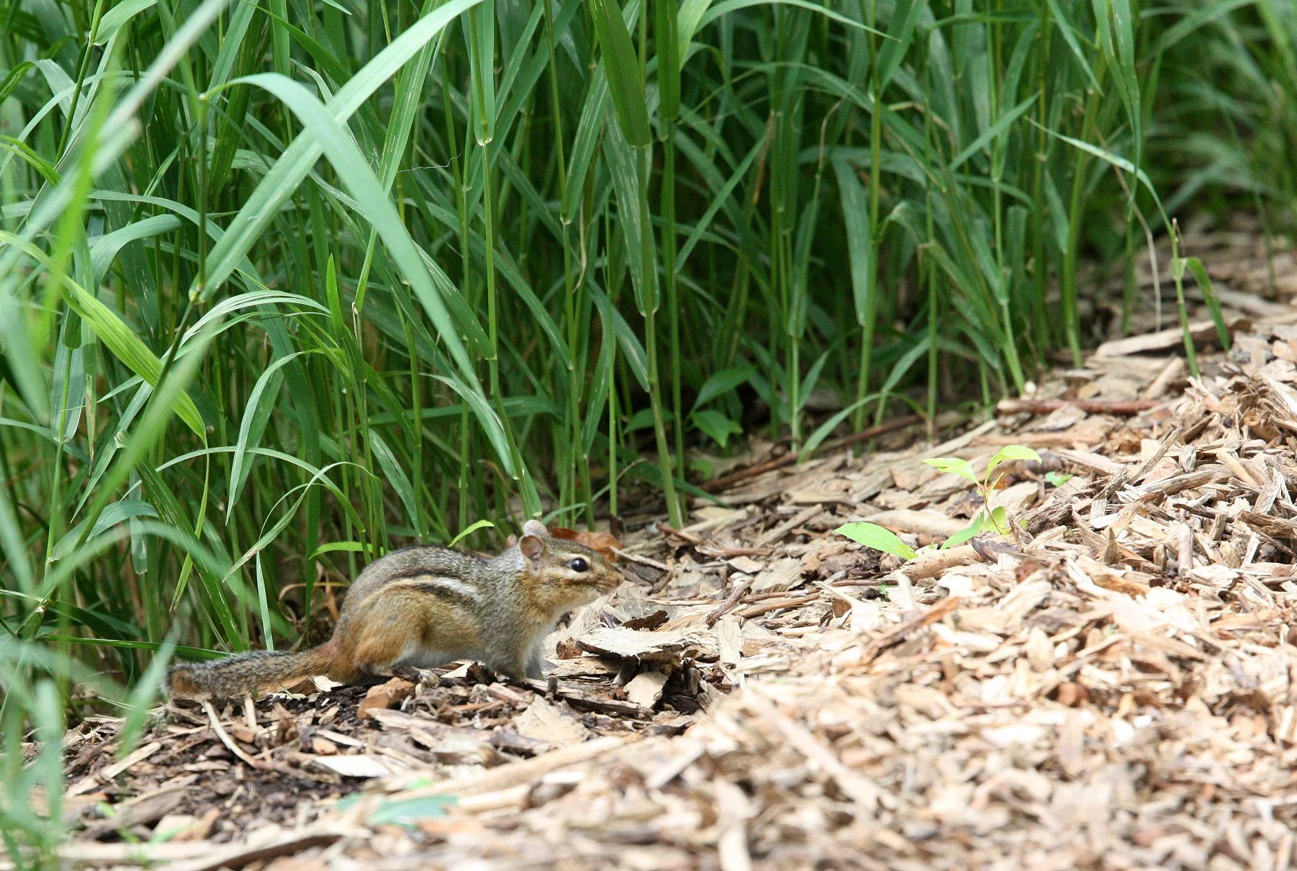 Tamias striatus - EASTERN CHIPMUNK - LINCOLN MARSH ILLINOIS (14).JPG