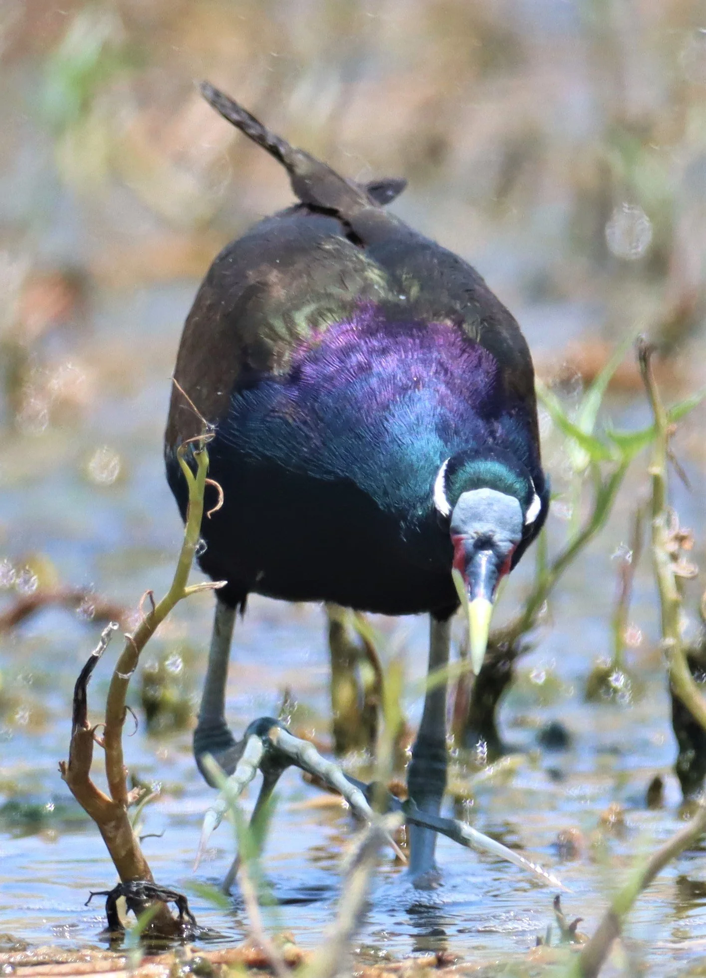 JACANA - BRONZE-WINGED JACANA - Metopidius indicus - BANG KHAEM WETLANDS NAKHON PATHOM (14).jpg