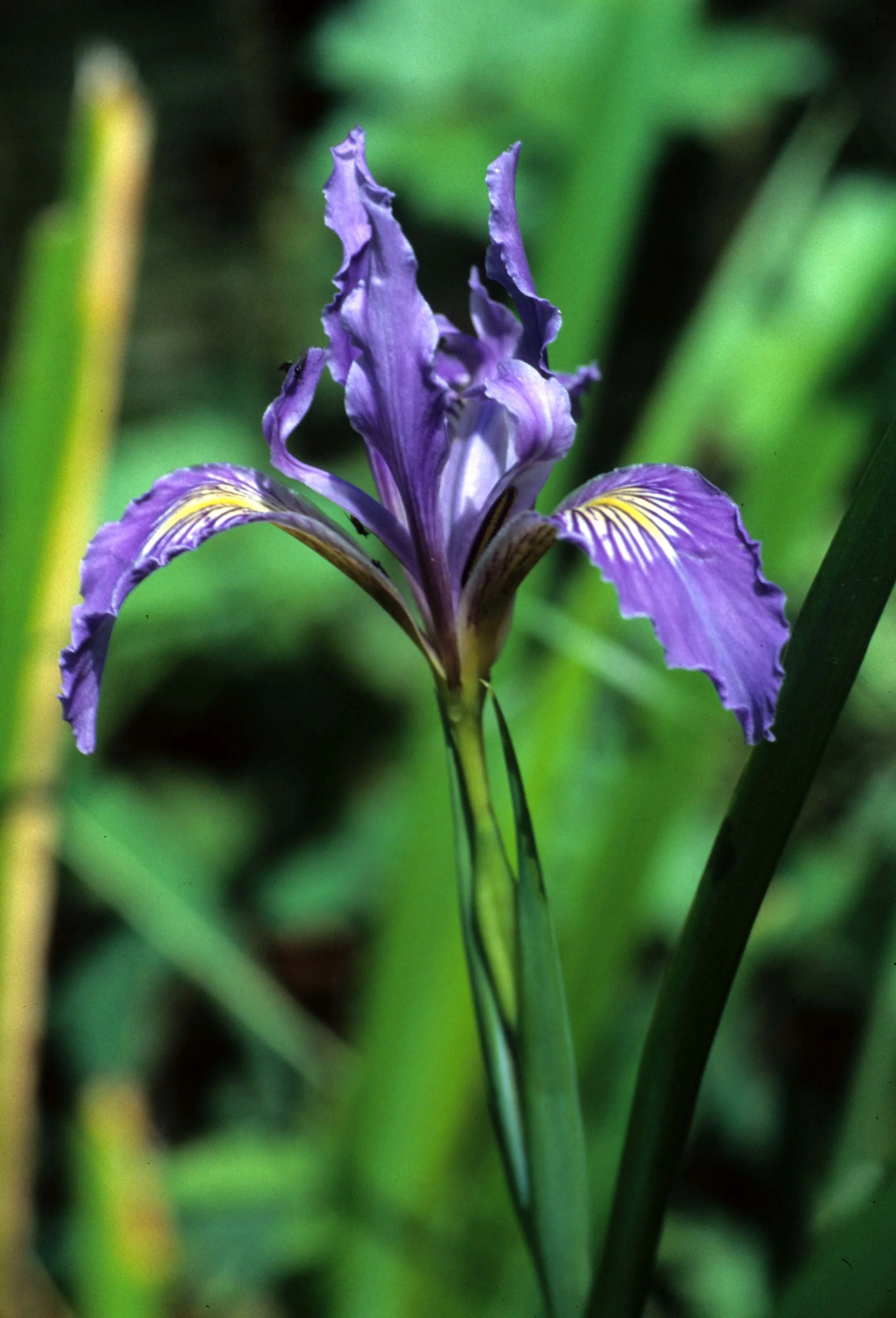 CALIFORNIA - REDWOODS NP - LILIACEAE - IRIS DOUGLASII (3).jpg